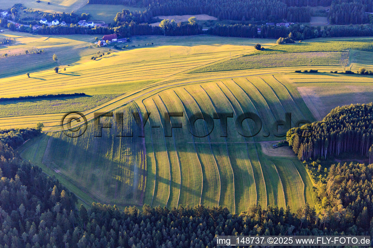 Gemähte Matten (Wiesen) im Schwarzwald am Abend in Niedereschach im Bundesland Baden-Württemberg, Deutschland