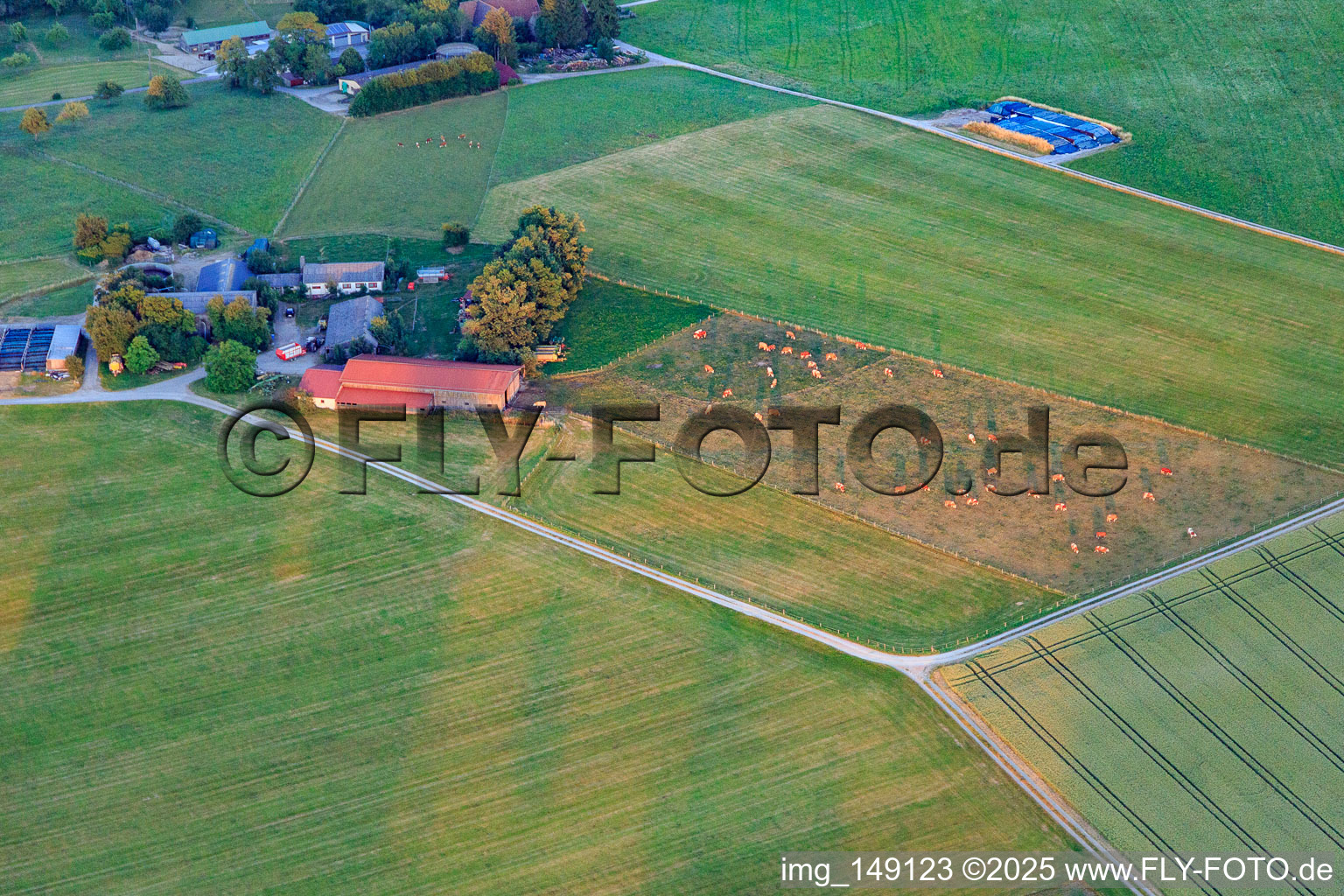 Rinderweide am Schafhof im Ortsteil Lindenhof in Oberndorf am Neckar im Bundesland Baden-Württemberg, Deutschland