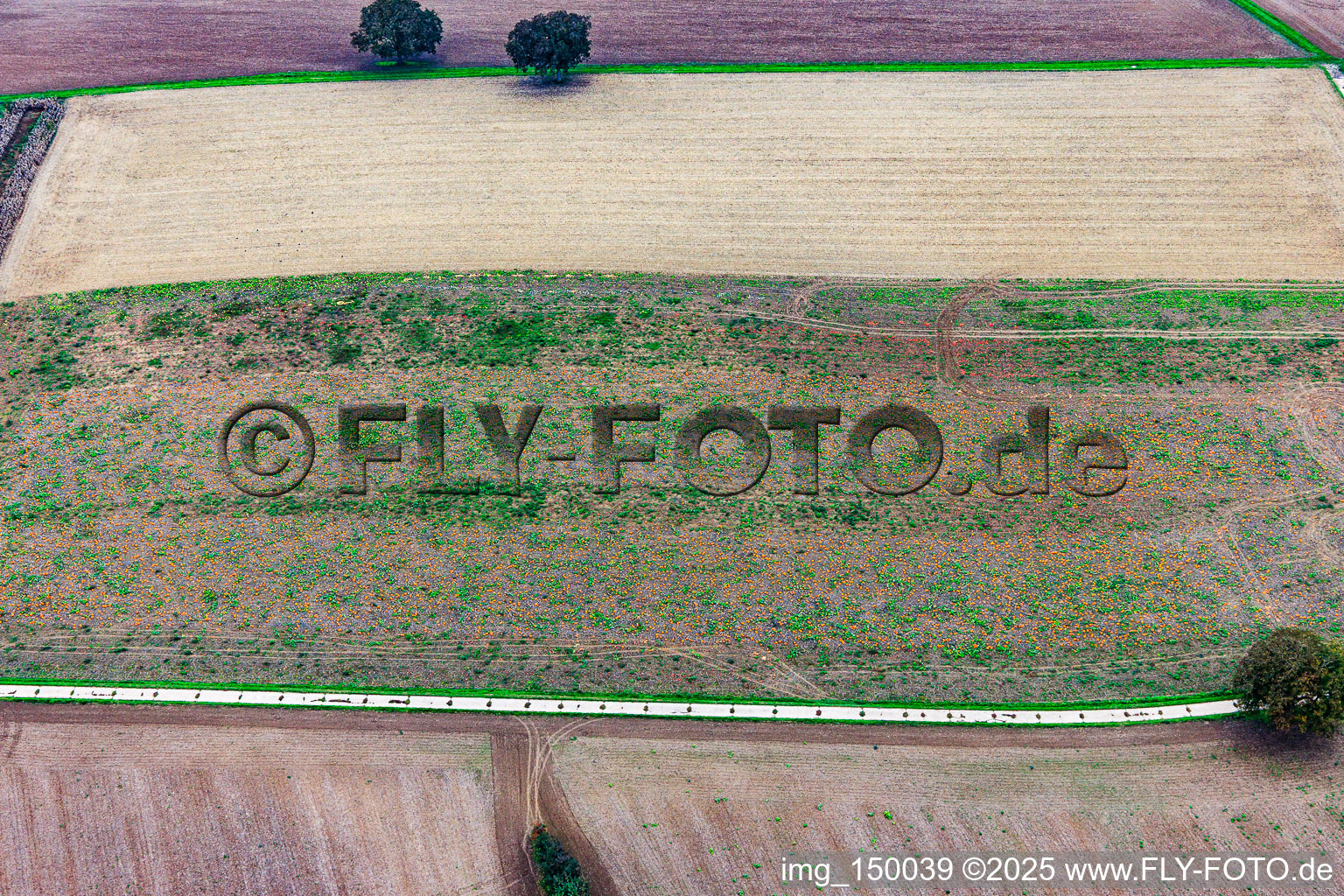 Feld mit Hokaido Kürbissen in Steinfeld im Bundesland Rheinland-Pfalz, Deutschland