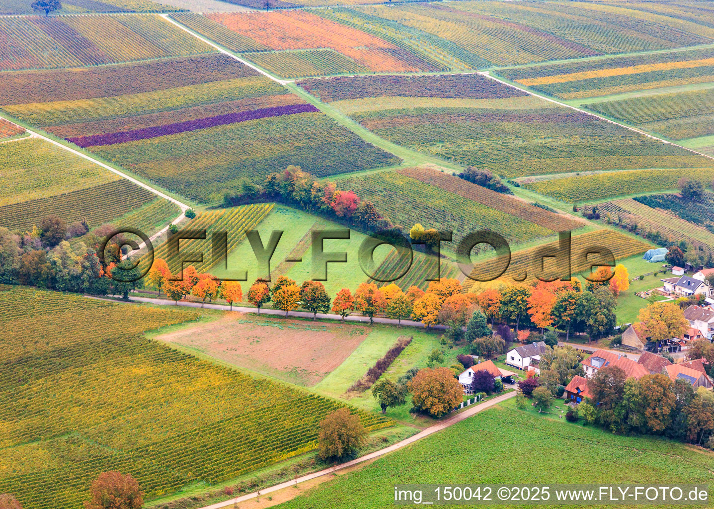 Herbstlich verfärbte Allee an der K24 in Dierbach im Bundesland Rheinland-Pfalz, Deutschland