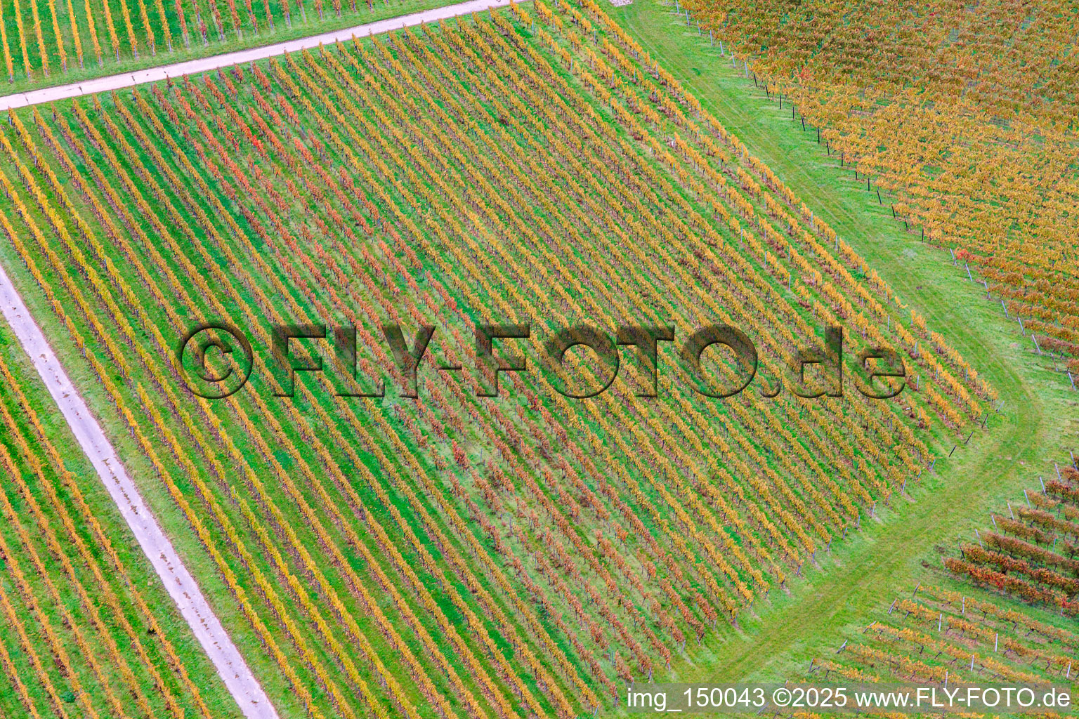 Rebzeilenmuster in Barbelroth im Bundesland Rheinland-Pfalz, Deutschland