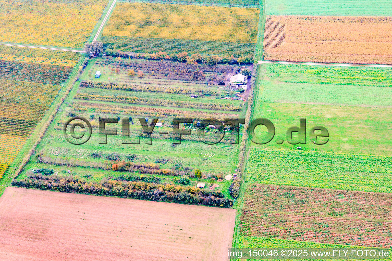Obst-Plantage von Klaus Meyer im Ortsteil Mühlhofen in Billigheim-Ingenheim im Bundesland Rheinland-Pfalz, Deutschland