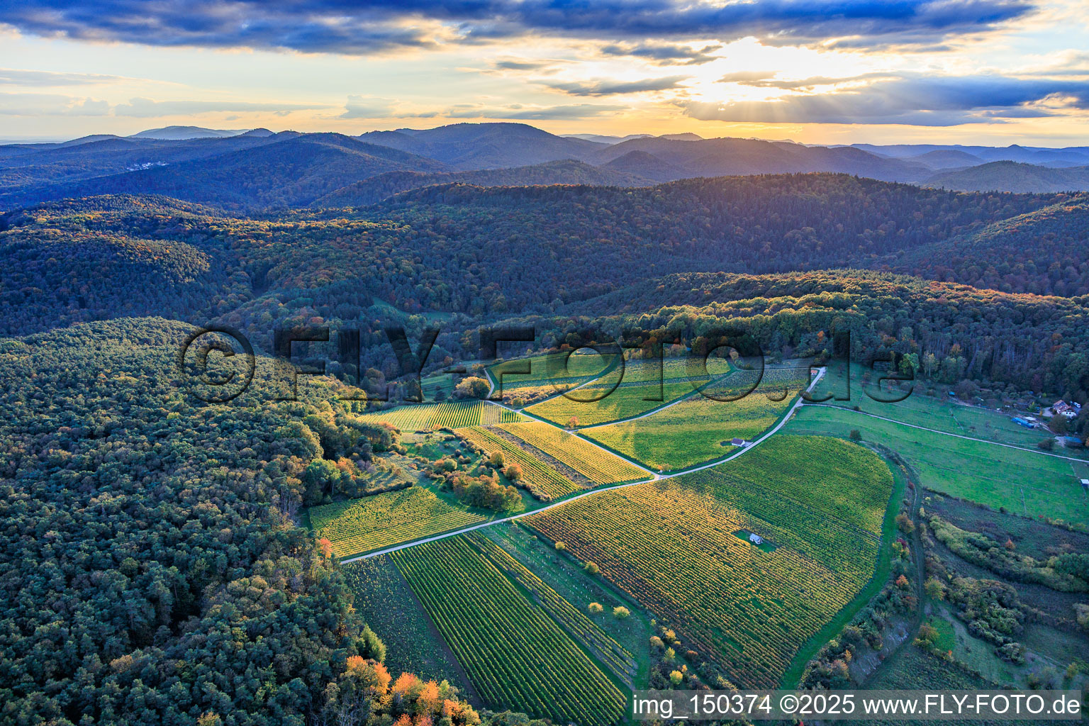 Lichtung im Pfälzerwald für die Weinlage Haardtrand-Wolfsteig in Pleisweiler-Oberhofen im Bundesland Rheinland-Pfalz, Deutschland