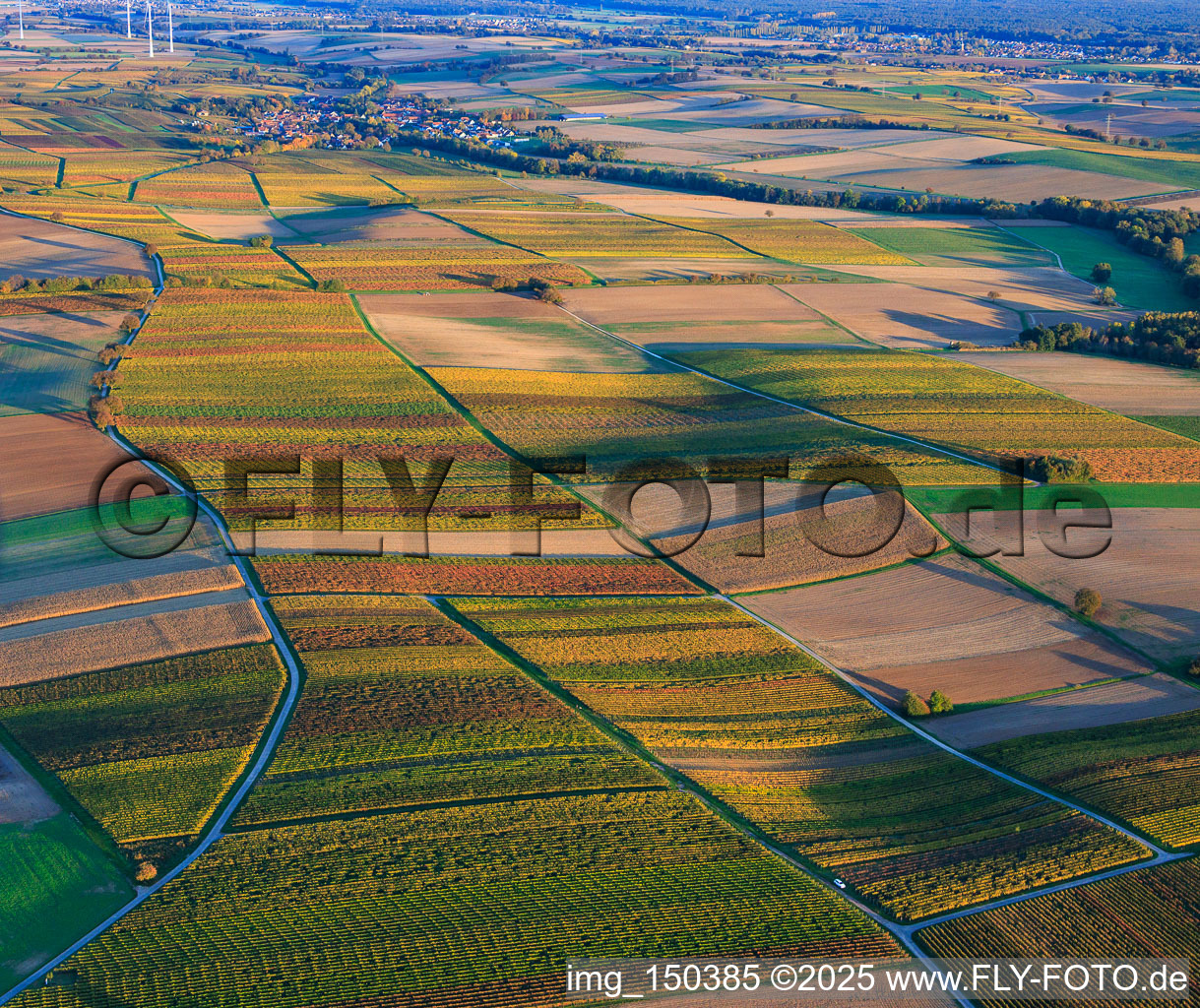 Herbstlich gerfärbte Weinberge zwischen Dierbach und Kappellen-Drusweiler in Oberhausen im Bundesland Rheinland-Pfalz, Deutschland
