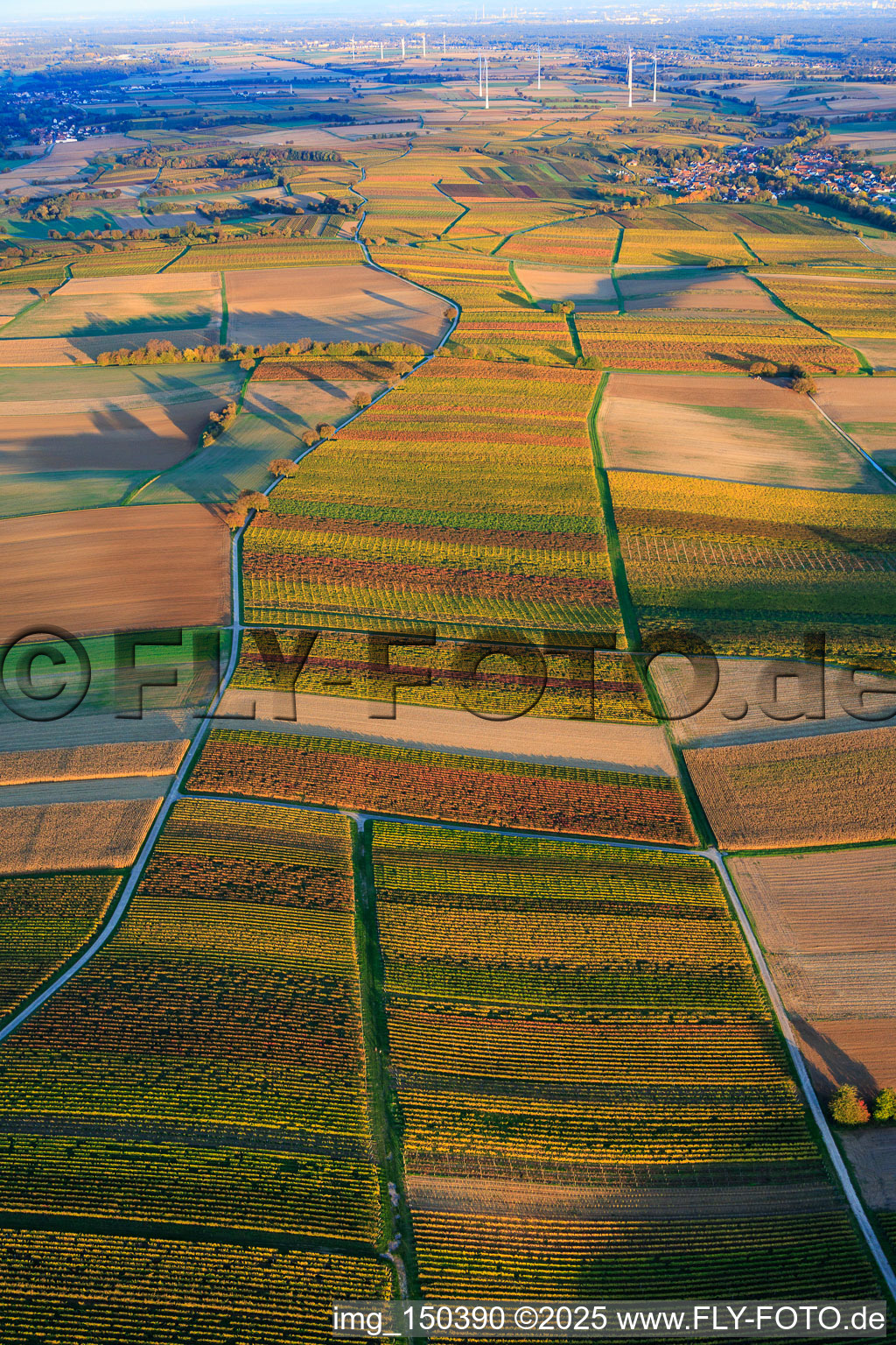 Luftaufnahme von Herbstlich gerfärbte Weinberge zwischen Dierbach und Oberhausen im Bundesland Rheinland-Pfalz, Deutschland