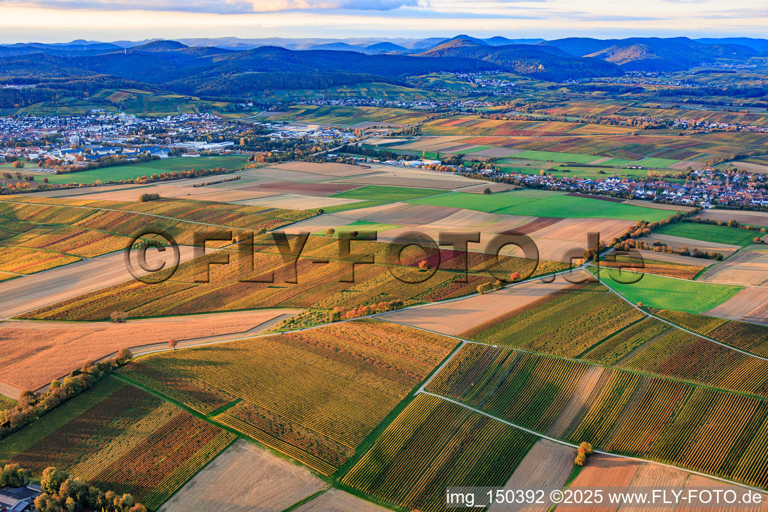 Herbstlich gerfärbte Weinberge zwischen Bad-Bergzabern und Deutschhof in Kapellen-Drusweiler im Bundesland Rheinland-Pfalz, Deutschland