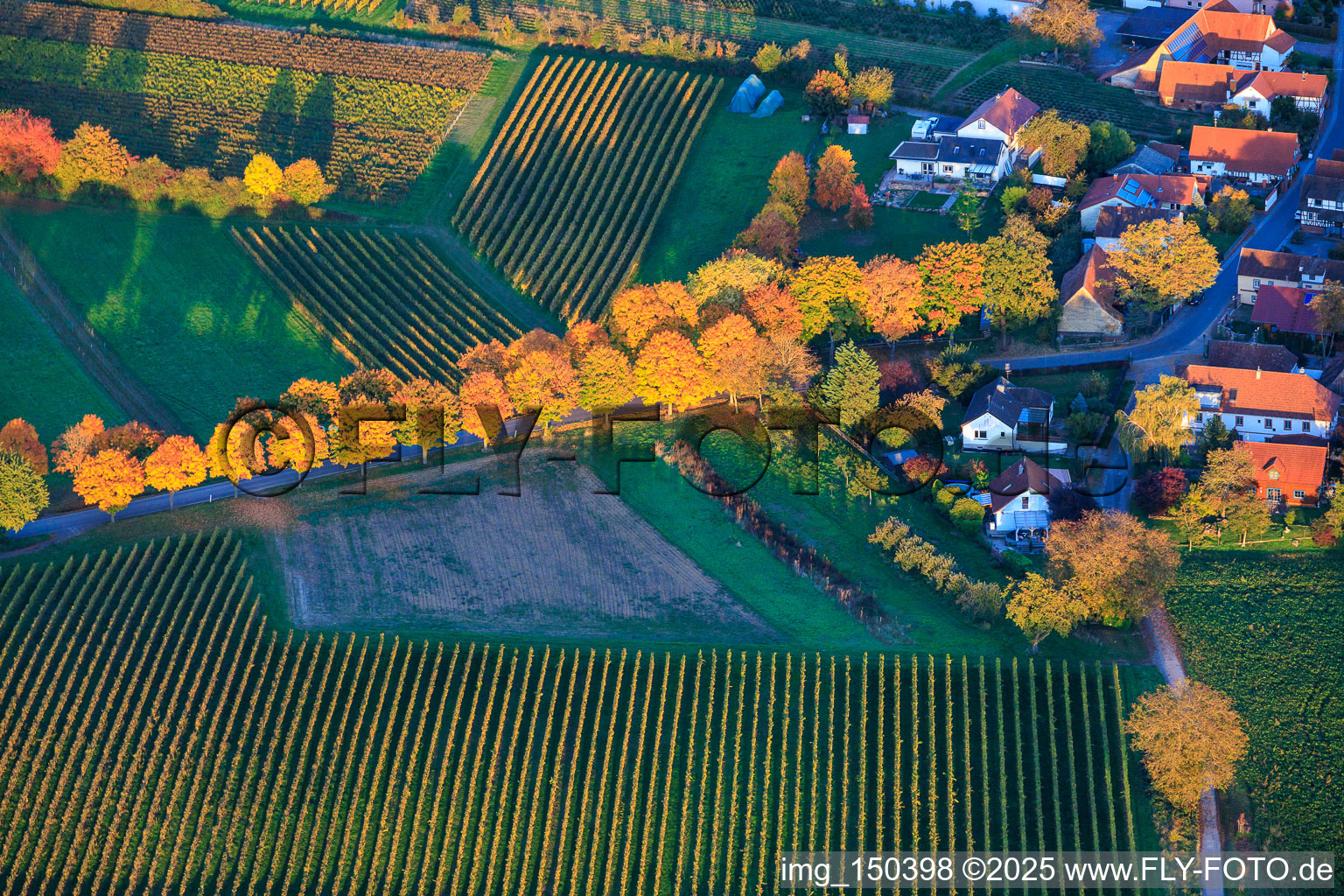 Luftbild von Allee im Herbstlaub in Dierbach im Bundesland Rheinland-Pfalz, Deutschland