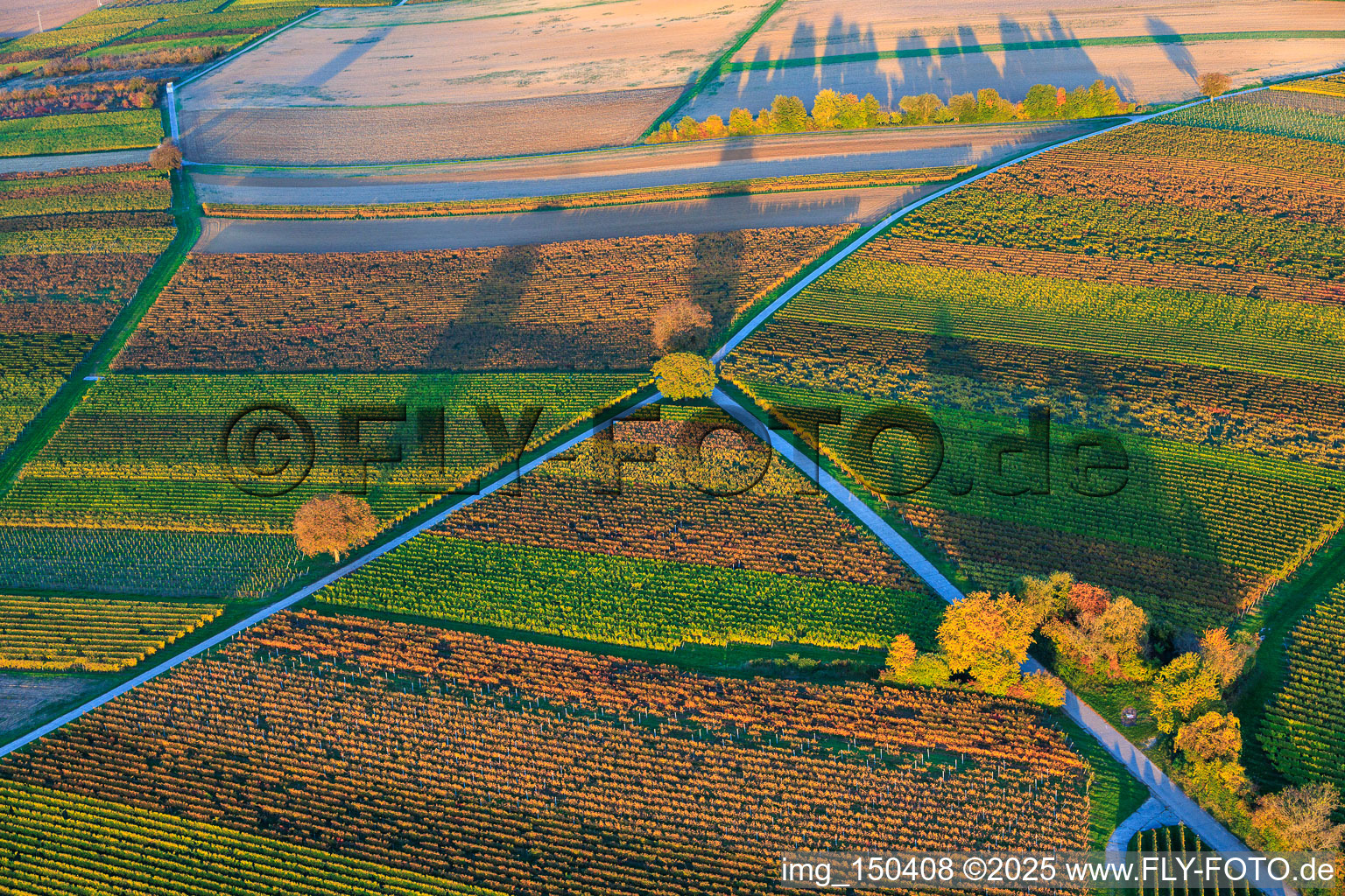 Herbstlich gerfärbte Weinberge am Abend zwischen Dierbach und Barbelroth im Bundesland Rheinland-Pfalz, Deutschland