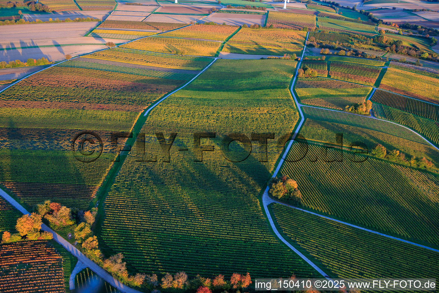 Herbstlich gerfärbte Weinberge am Abend zwischen Dierbach und Hergersweiler im Bundesland Rheinland-Pfalz, Deutschland