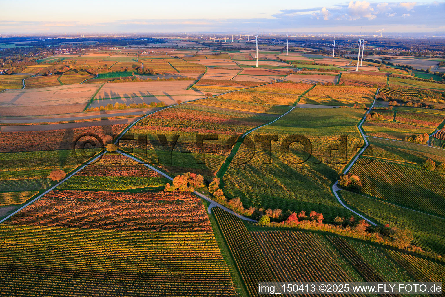 Herbstlich gerfärbte Weinberge am Abend vor dem Windpark Freckenfeld in Dierbach im Bundesland Rheinland-Pfalz, Deutschland