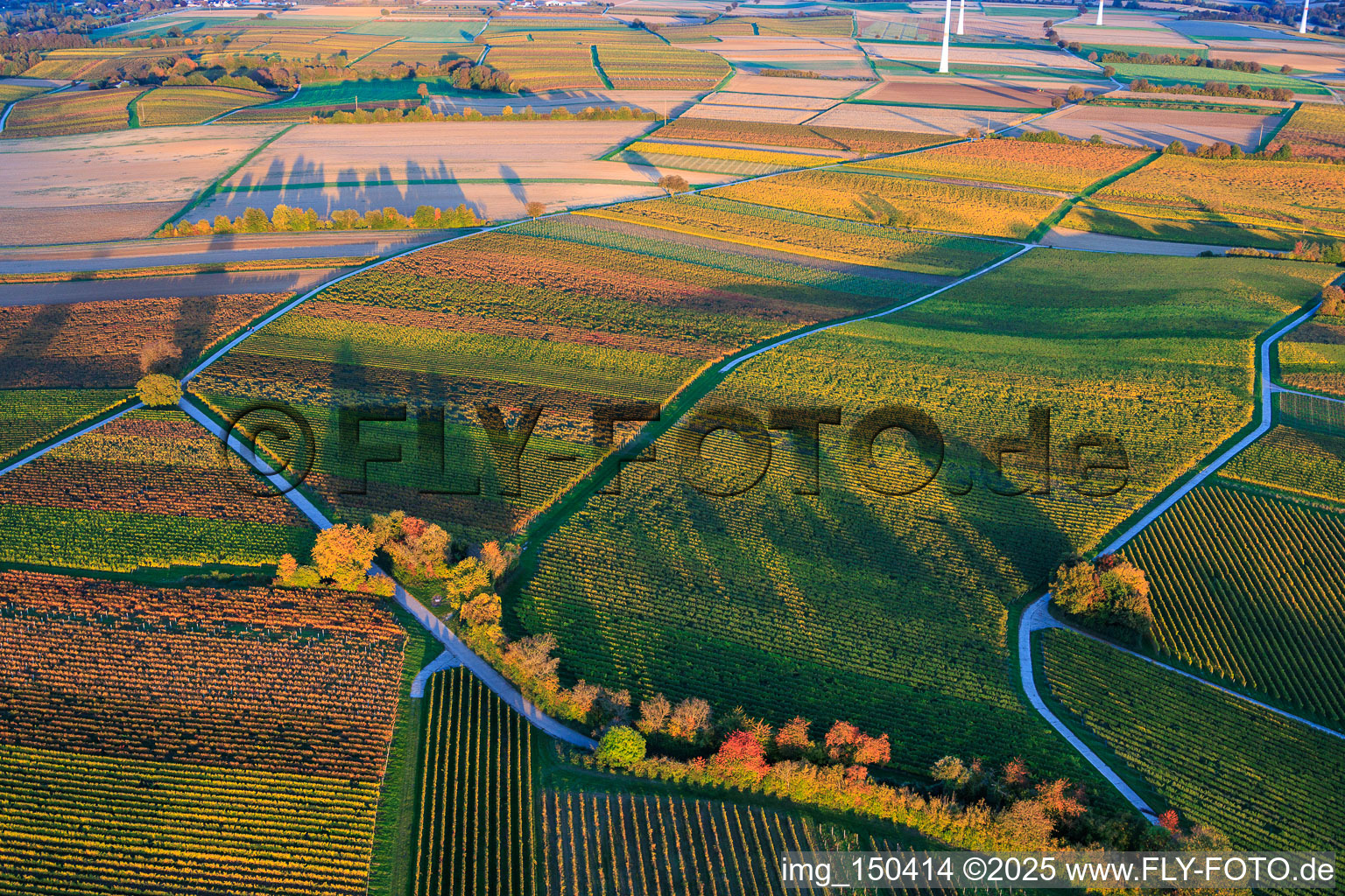 Herbstlich gerfärbte Weinberge zwischen Dierbach und Hergersweiler im Bundesland Rheinland-Pfalz, Deutschland