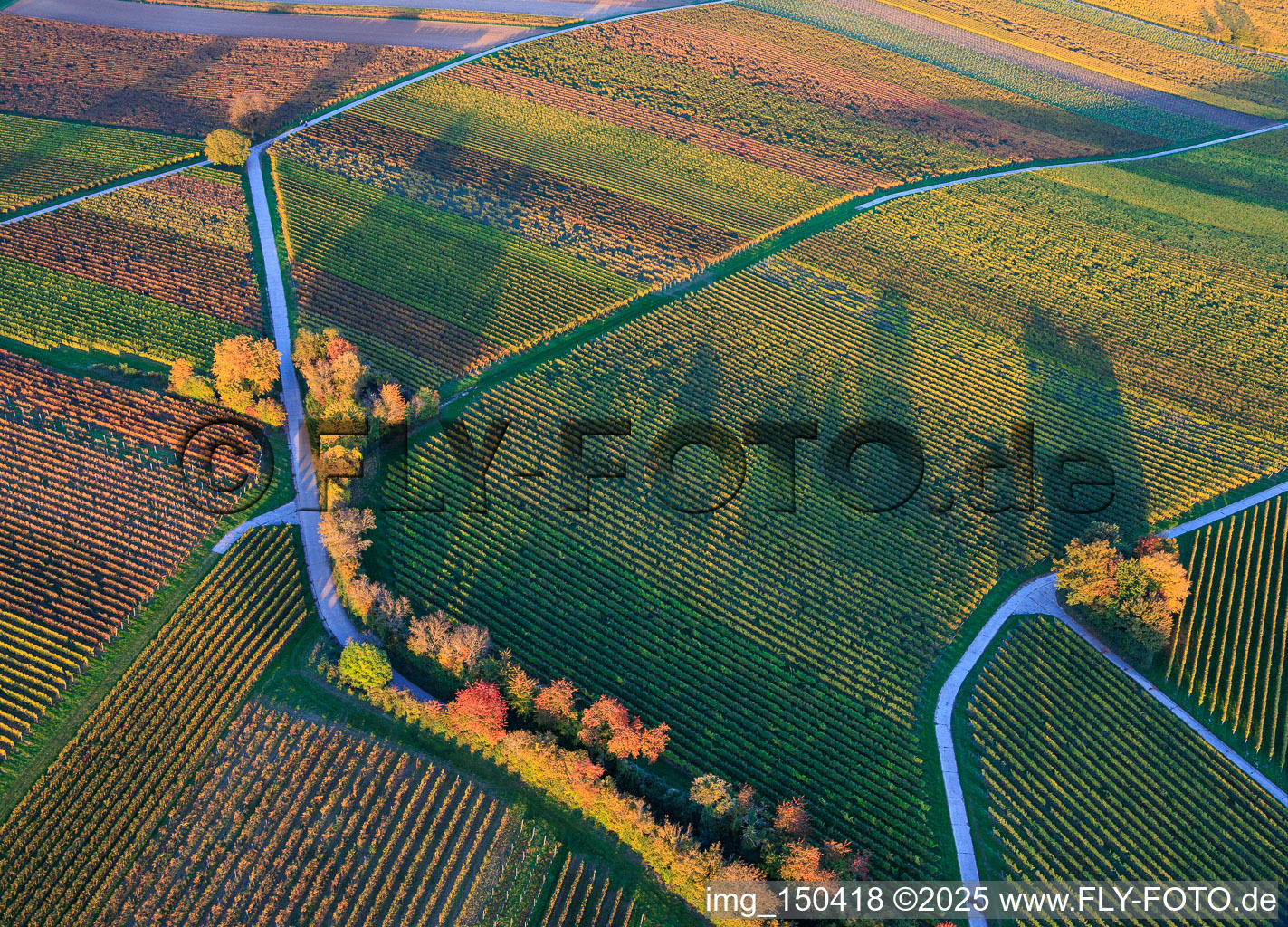 Luftbild von Herbstlich gerfärbte Weinberge am Abend zwischen Dierbach und Hergersweiler im Bundesland Rheinland-Pfalz, Deutschland