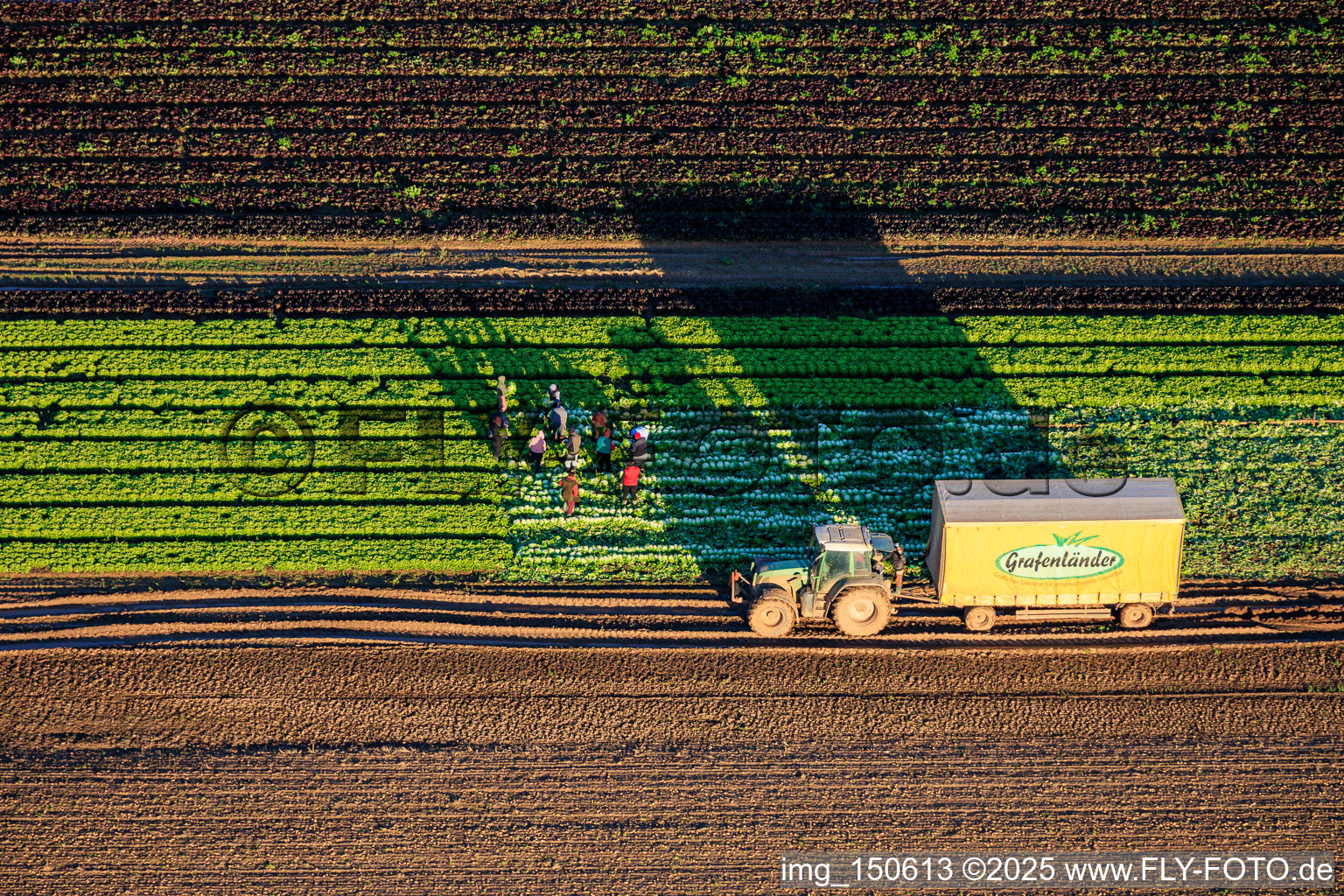 Erntehelfer und Traktor bei der Salaternte auf einem Gemüsefeld von Grafenländer Gemüse in Schwegenheim im Bundesland Rheinland-Pfalz, Deutschland