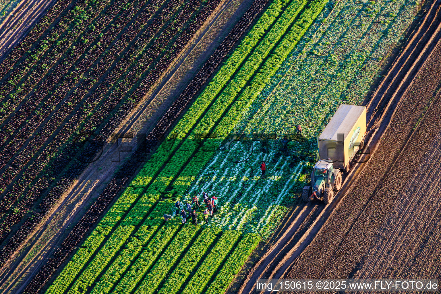 Luftbild von Erntehelfer und Traktor bei der Salaternte auf einem Gemüsefeld von Grafenländer Gemüse in Schwegenheim im Bundesland Rheinland-Pfalz, Deutschland