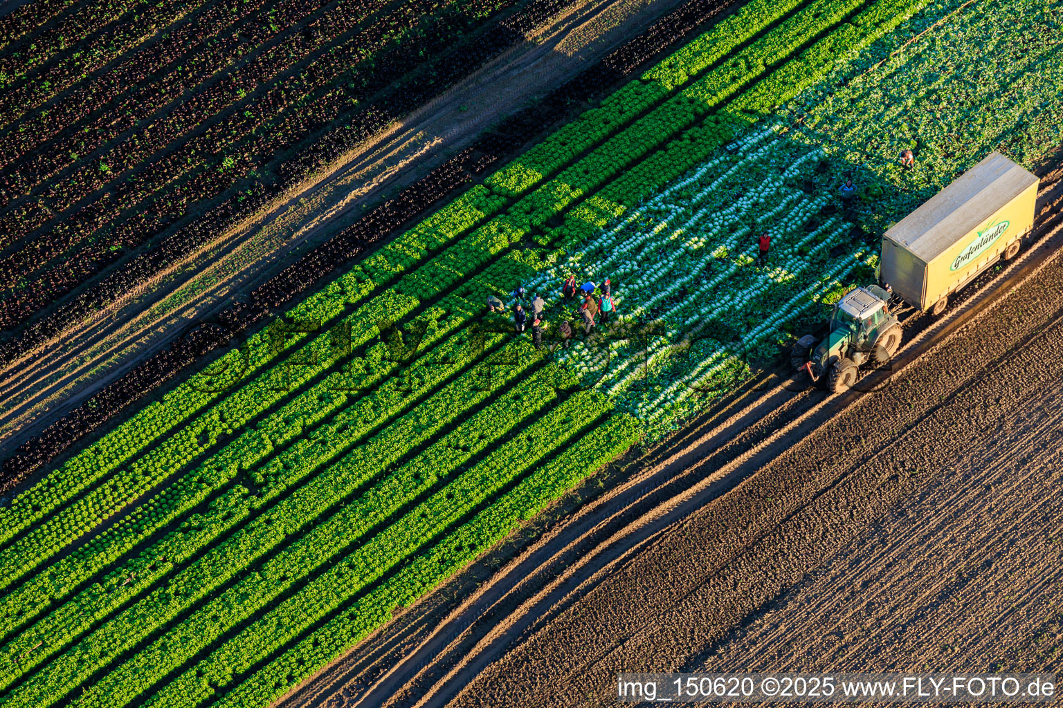 Luftaufnahme von Erntehelfer und Traktor bei der Salaternte auf einem Gemüsefeld von Grafenländer Gemüse in Schwegenheim im Bundesland Rheinland-Pfalz, Deutschland
