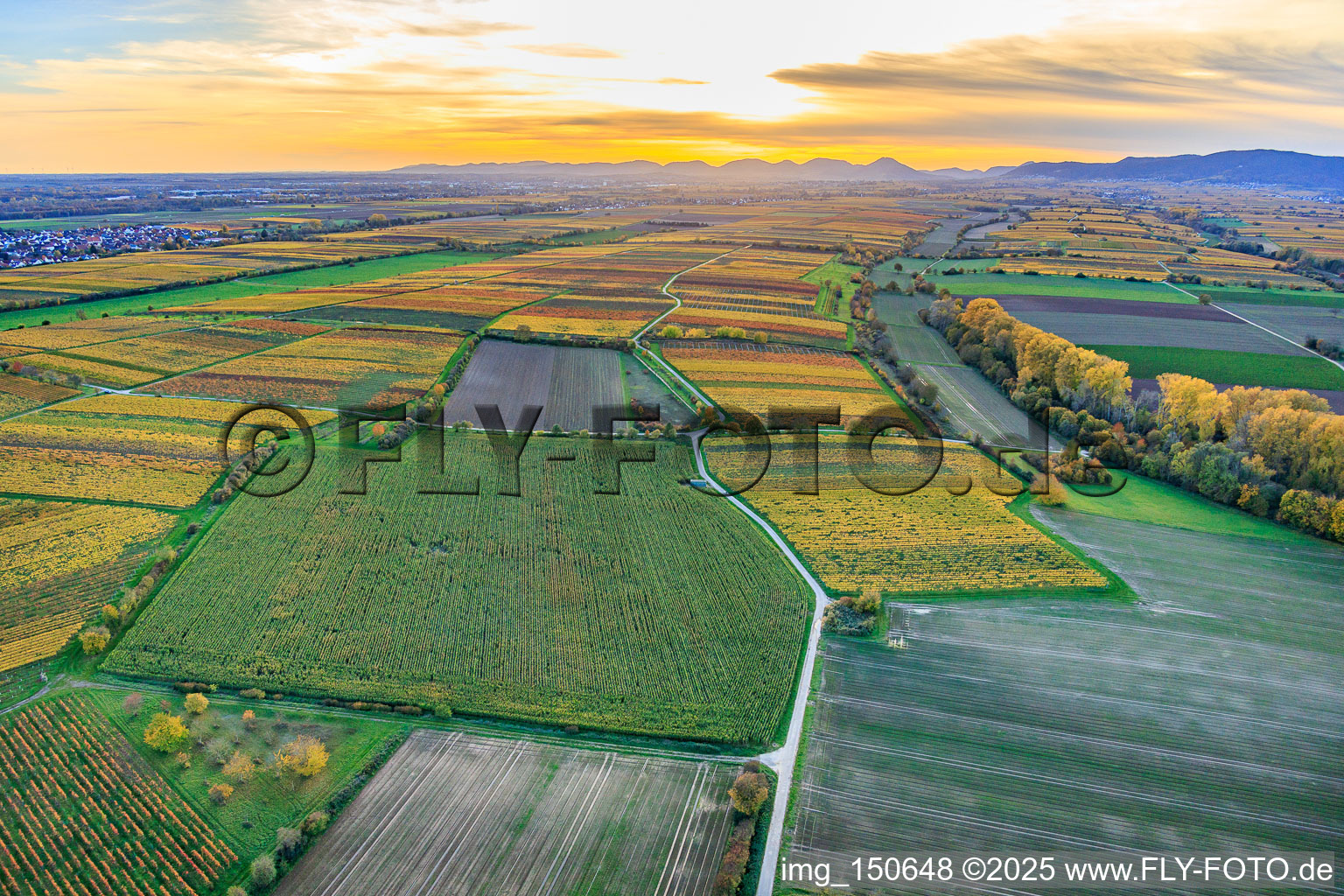Weinanbauflächen im bunten Herbstlaub im Abendlicht zwischen Lingenfelder Graben und Hainbach im Ortsteil Niederhochstadt in Hochstadt im Bundesland Rheinland-Pfalz, Deutschland