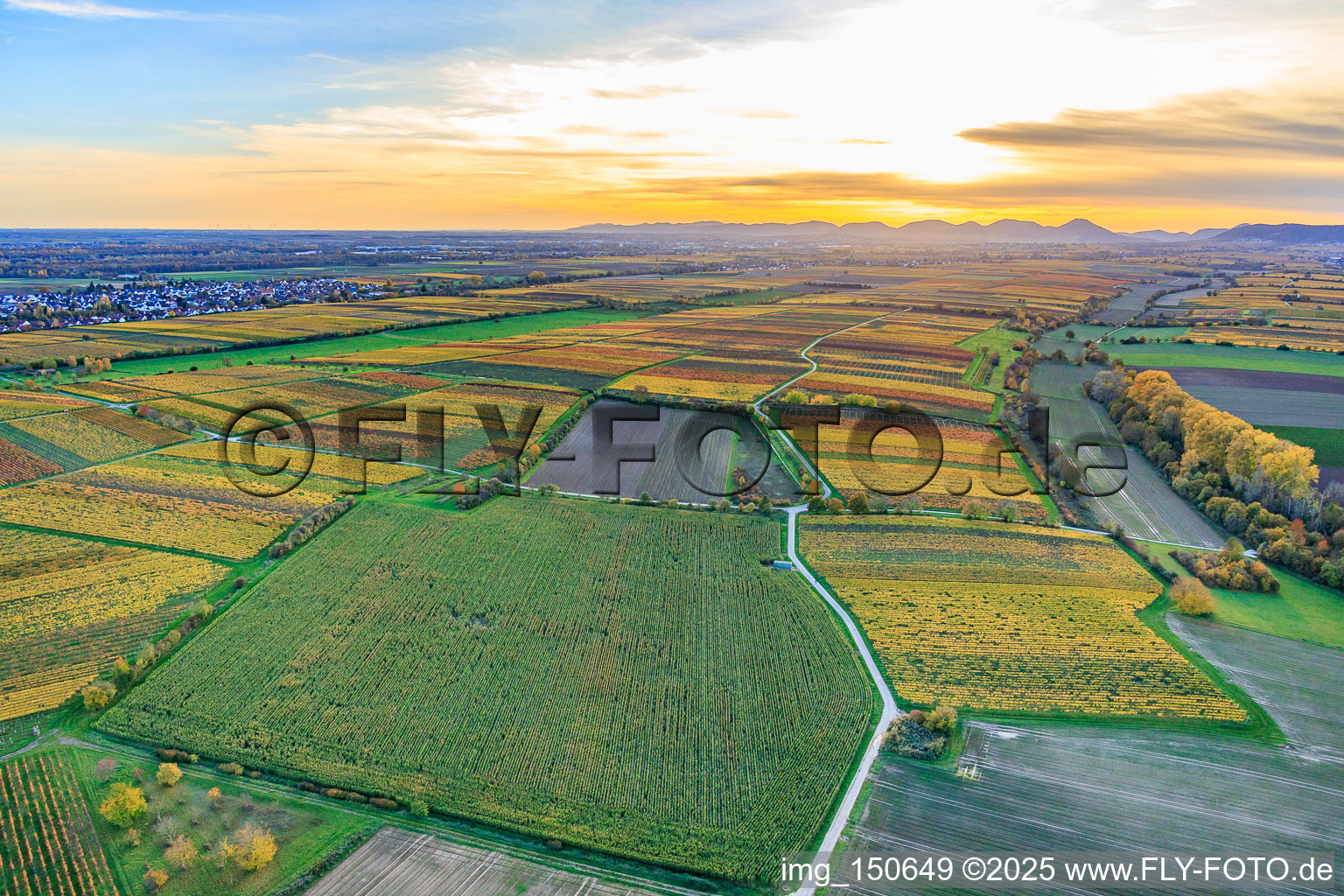 Luftbild von Weinanbauflächen im bunten Herbstlaub im Abendlicht zwischen Lingenfelder Graben und Hainbach im Ortsteil Niederhochstadt in Hochstadt im Bundesland Rheinland-Pfalz, Deutschland