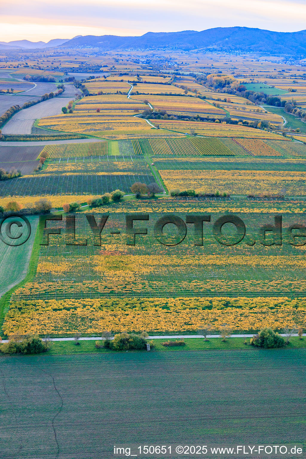 Weinanbauflächen im bunten Herbstlaub im Abendlicht zwischen Kaltenbach und Riedgraben in Essingen im Bundesland Rheinland-Pfalz, Deutschland