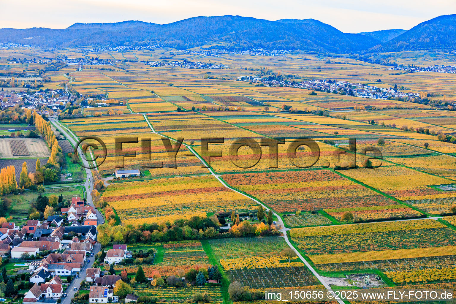 Weinanbauflächen im bunten Herbstlaub im Abendlicht zwischen Kaltenbach und Hainbach in Walsheim im Bundesland Rheinland-Pfalz, Deutschland