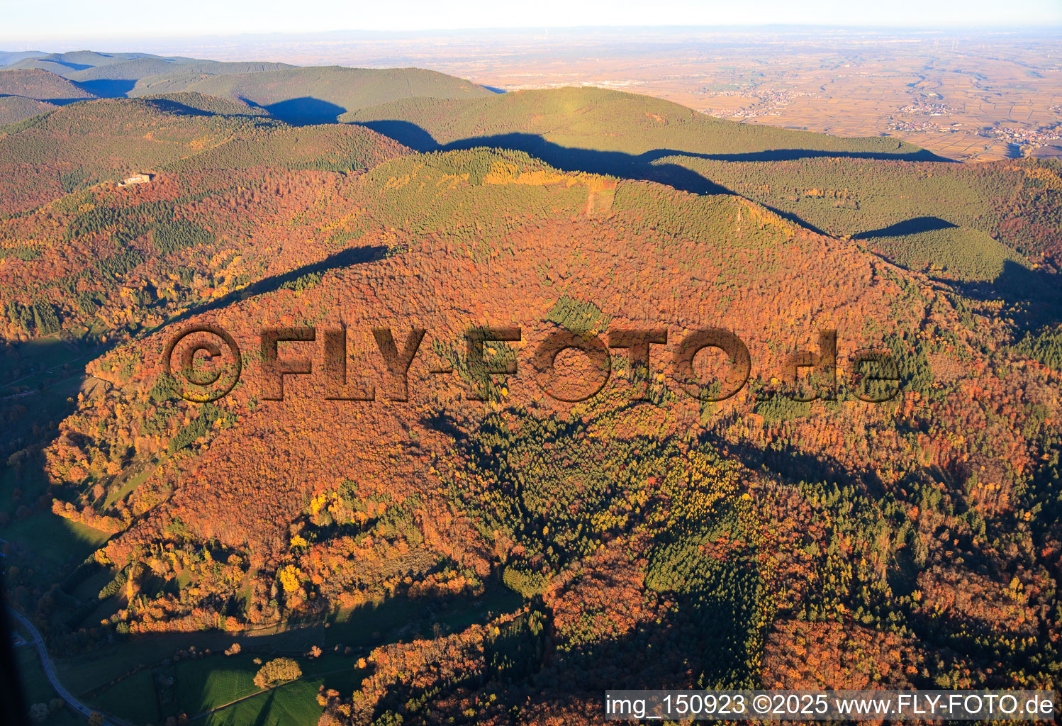Herbstlicher Wald unterm Ohrensfels in Frankweiler im Bundesland Rheinland-Pfalz, Deutschland