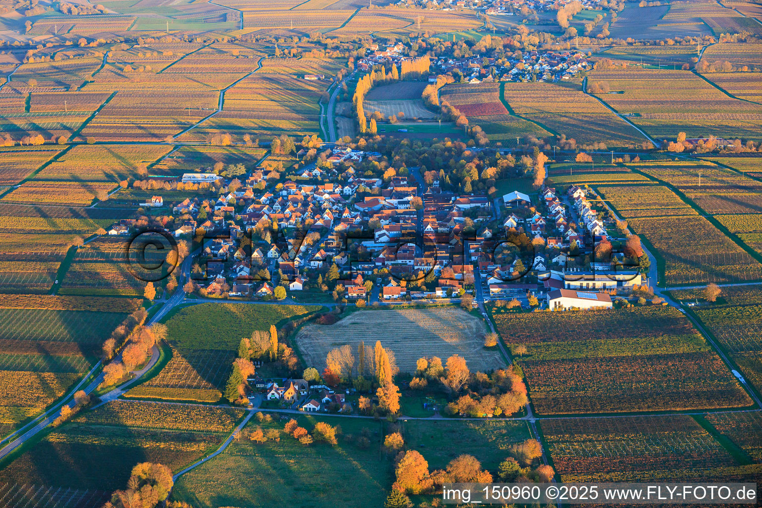 Ortsansicht zwischen herbtlich gefärbten Weinbergen von Westen im Abendlicht in Walsheim im Bundesland Rheinland-Pfalz, Deutschland