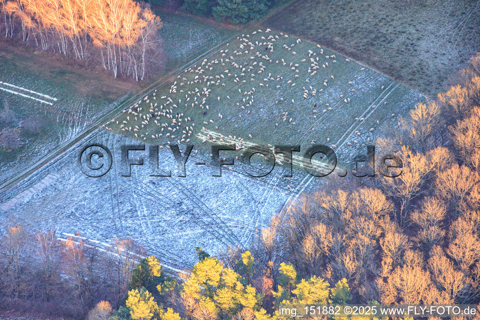 Schafweide bei Frost auf Waldlichtung in Busenberg im Bundesland Rheinland-Pfalz, Deutschland