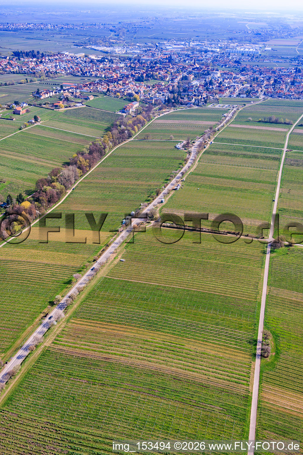 Mandelmeile von Südwesten (Villastraße) in Edenkoben im Bundesland Rheinland-Pfalz, Deutschland