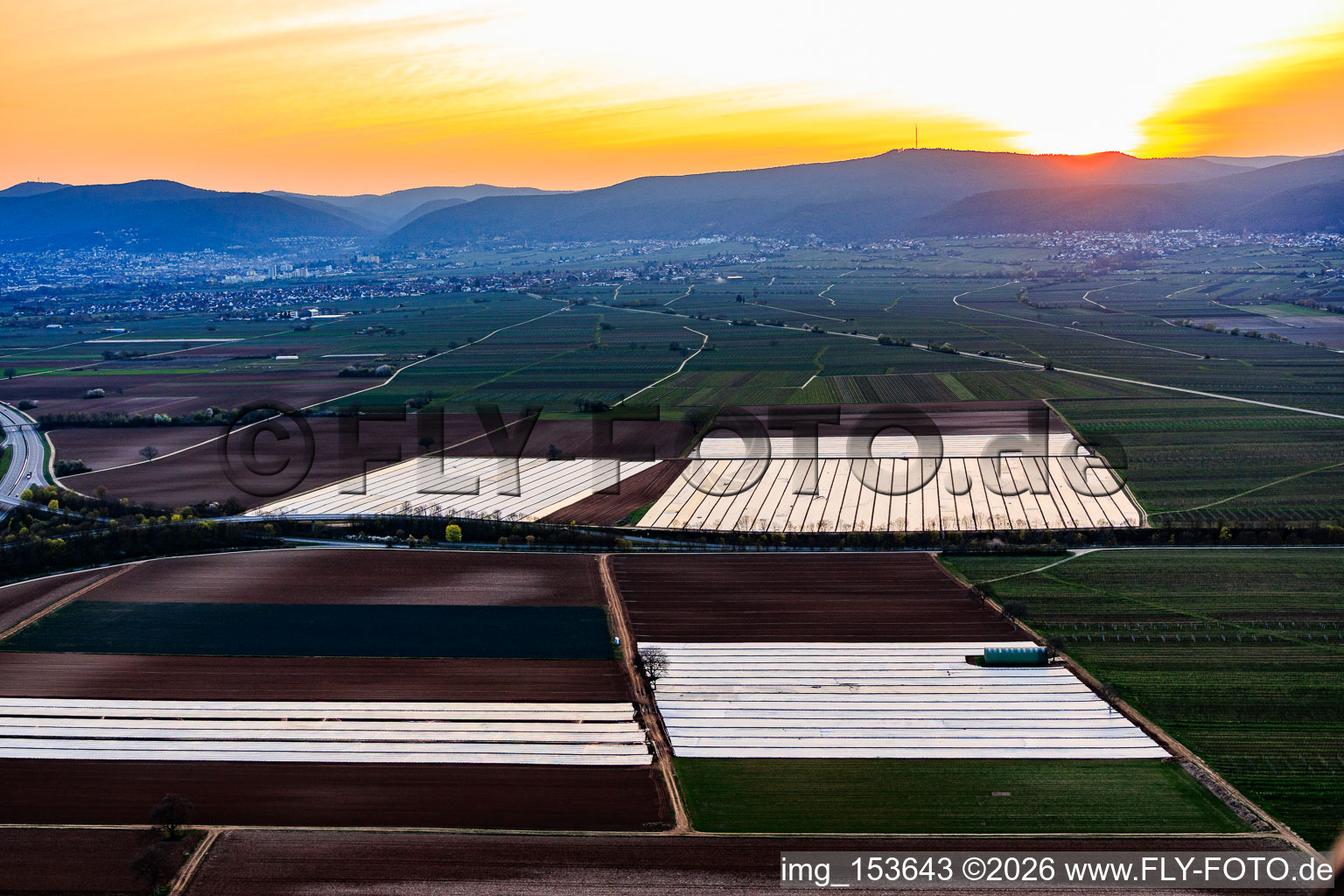 Mit Folien bedeckte Fleder in der Vorderpfalz in Meckenheim im Bundesland Rheinland-Pfalz, Deutschland