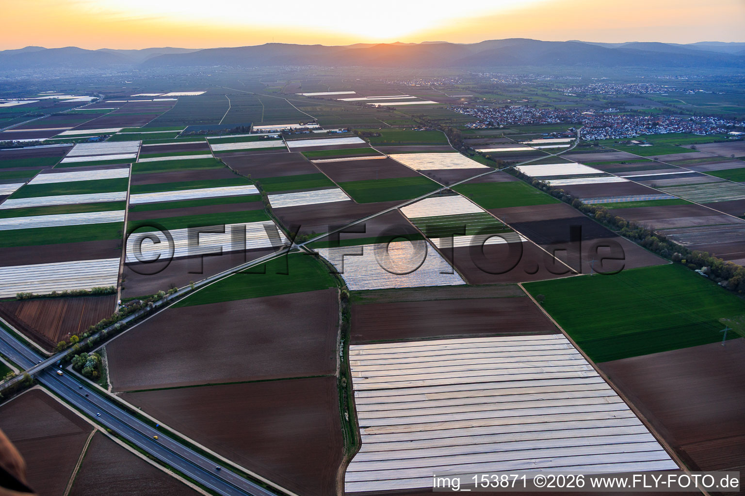 Mit Folien bedeckte Fleder in der Vorderpfalz in Meckenheim im Bundesland Rheinland-Pfalz, Deutschland