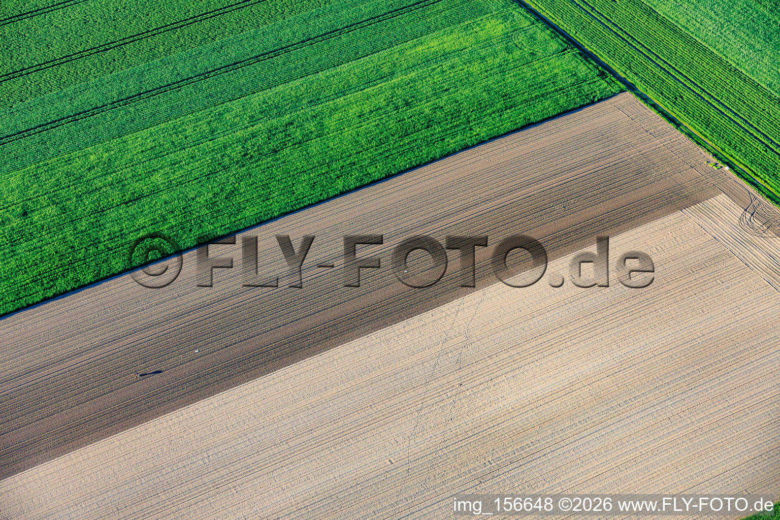 Die einsame Salatsetzlingpflanzerin in Rheinzabern im Bundesland Rheinland-Pfalz, Deutschland