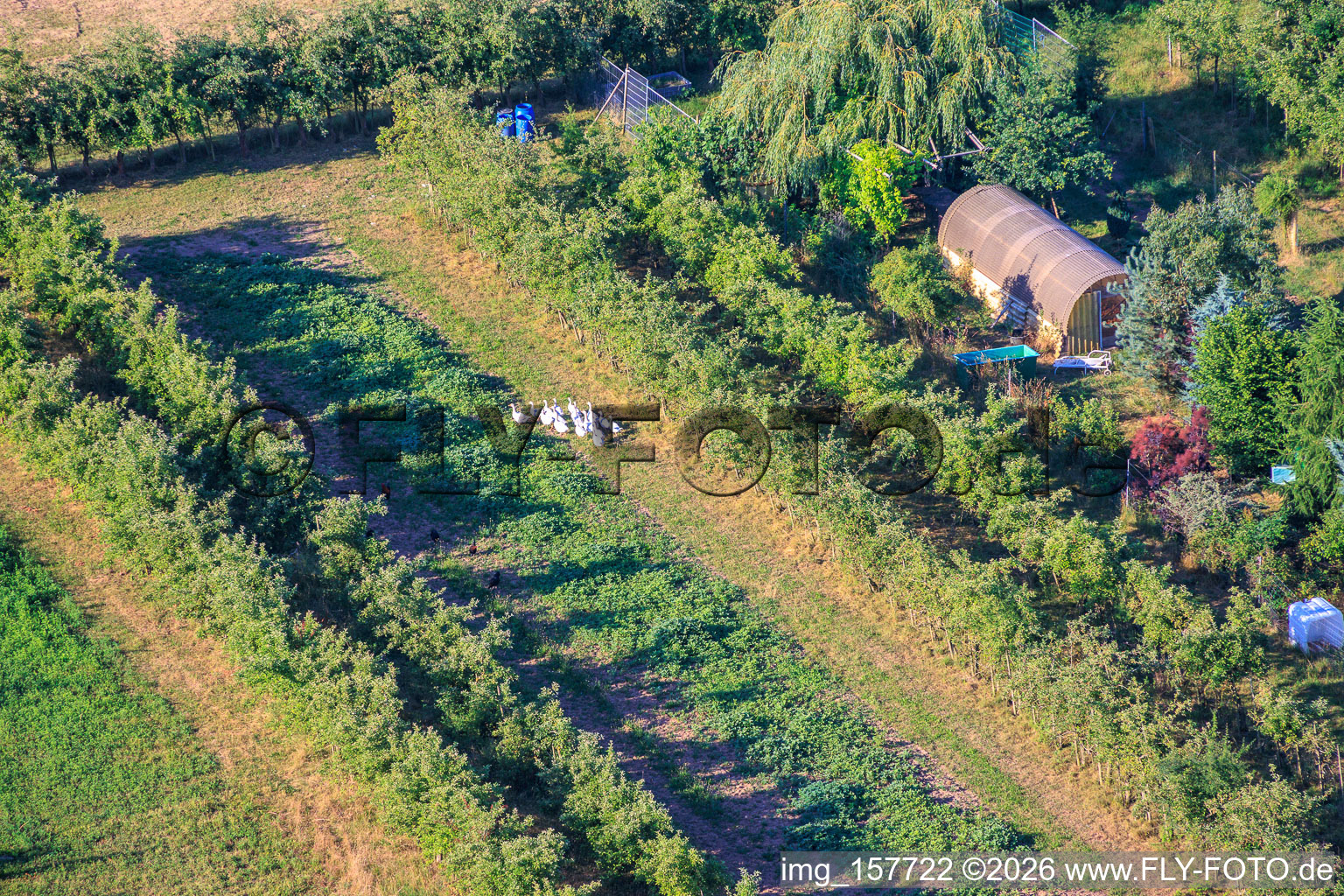 Gänseherde in der Obstplantage im Ortsteil Mühlhofen in Billigheim-Ingenheim im Bundesland Rheinland-Pfalz, Deutschland