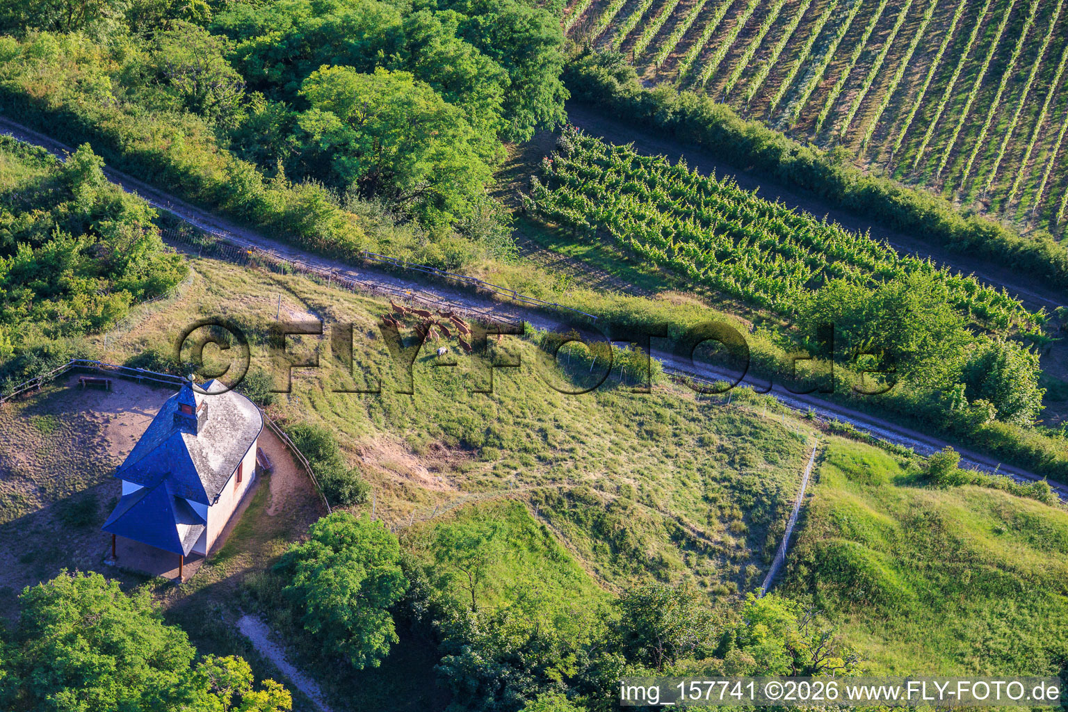 Kapelle Kleine Kalmit mit Ziegenherde im Ortsteil Arzheim in Landau in der Pfalz im Bundesland Rheinland-Pfalz, Deutschland