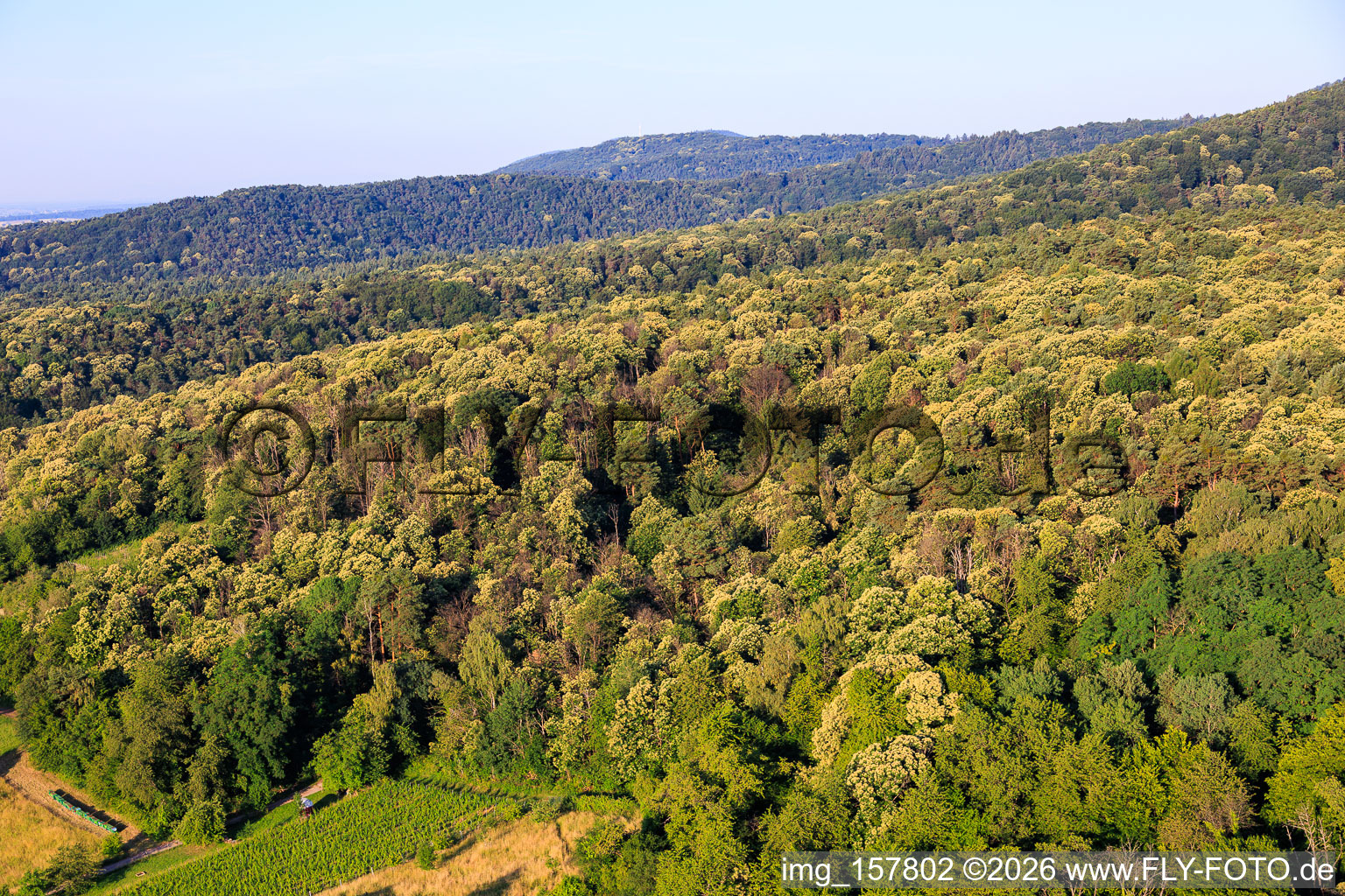 Blühende Esskastanien im Pflälzerwald in Dörrenbach im Bundesland Rheinland-Pfalz, Deutschland
