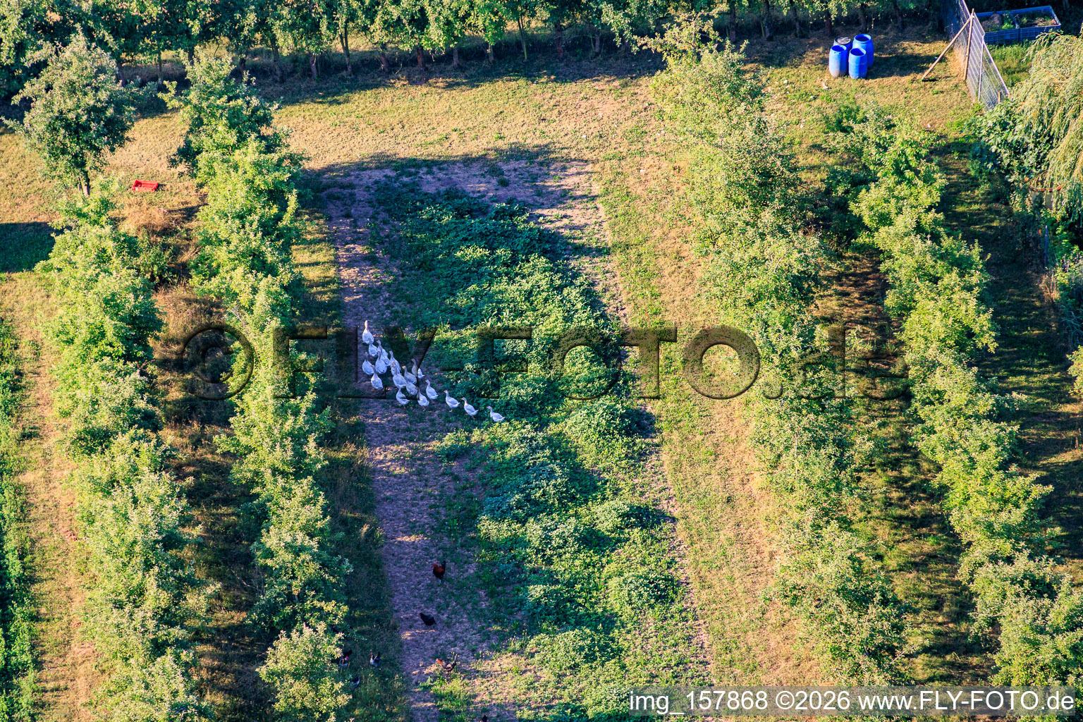Gänseherde in der Obstplantage im Ortsteil Mühlhofen in Billigheim-Ingenheim im Bundesland Rheinland-Pfalz, Deutschland