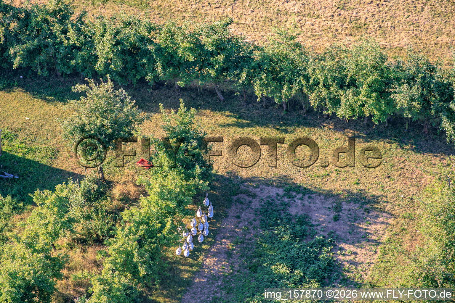 Gänseherde in der Obstplantage im Ortsteil Mühlhofen in Billigheim-Ingenheim im Bundesland Rheinland-Pfalz, Deutschland