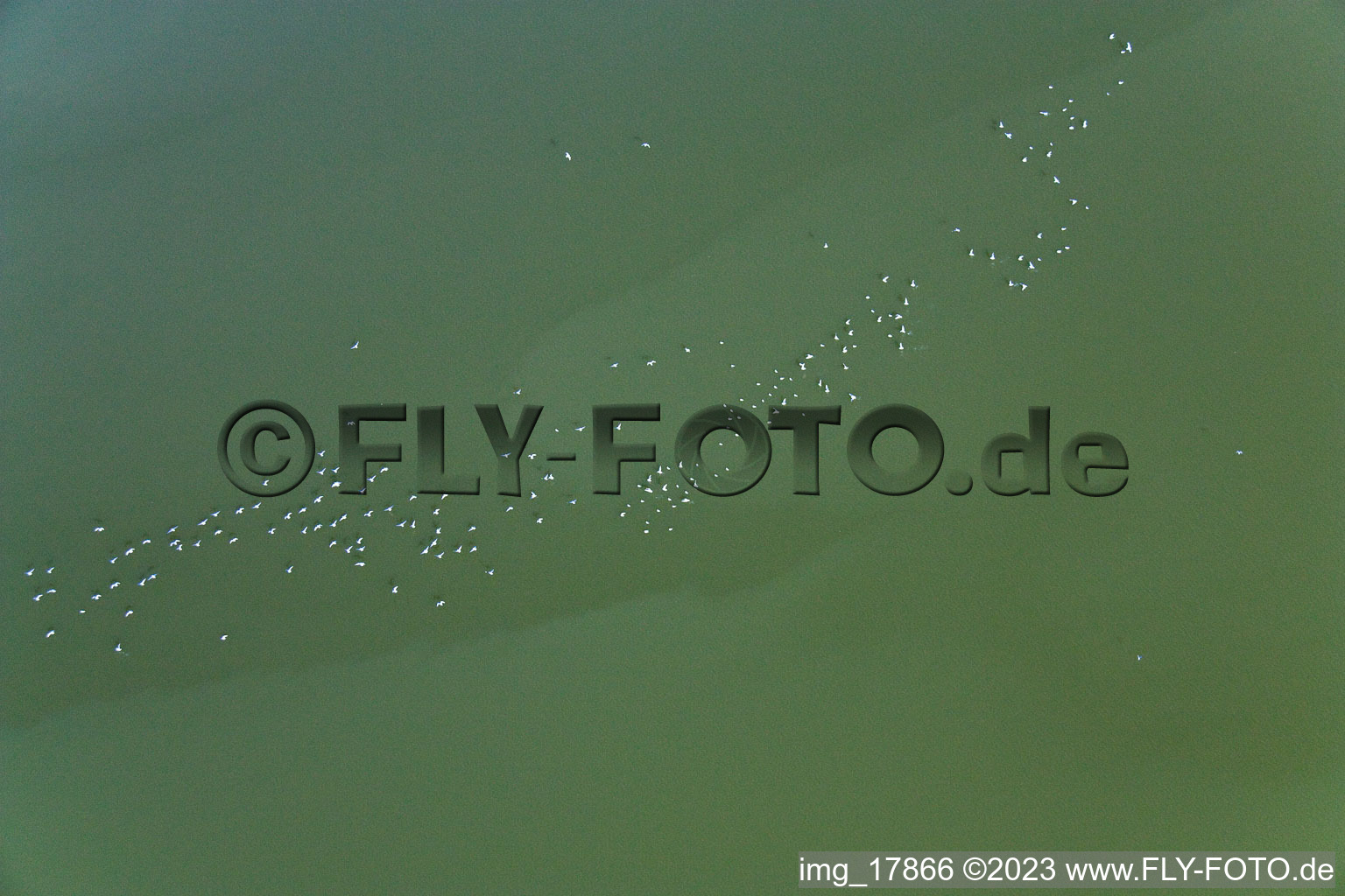 Wasservögel am Ammersee in Fischen im Bundesland Bayern, Deutschland