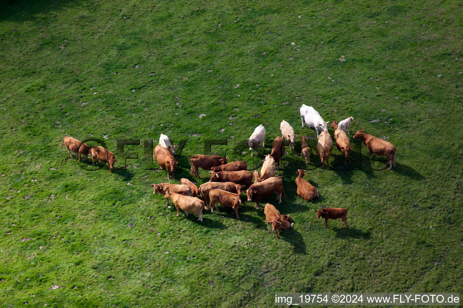 Grasflächen- Strukturen einer Wiesen- Weide mit Rinder - Herde in Littlehempston in England, Vereinigtes Königreich, Großbritanien