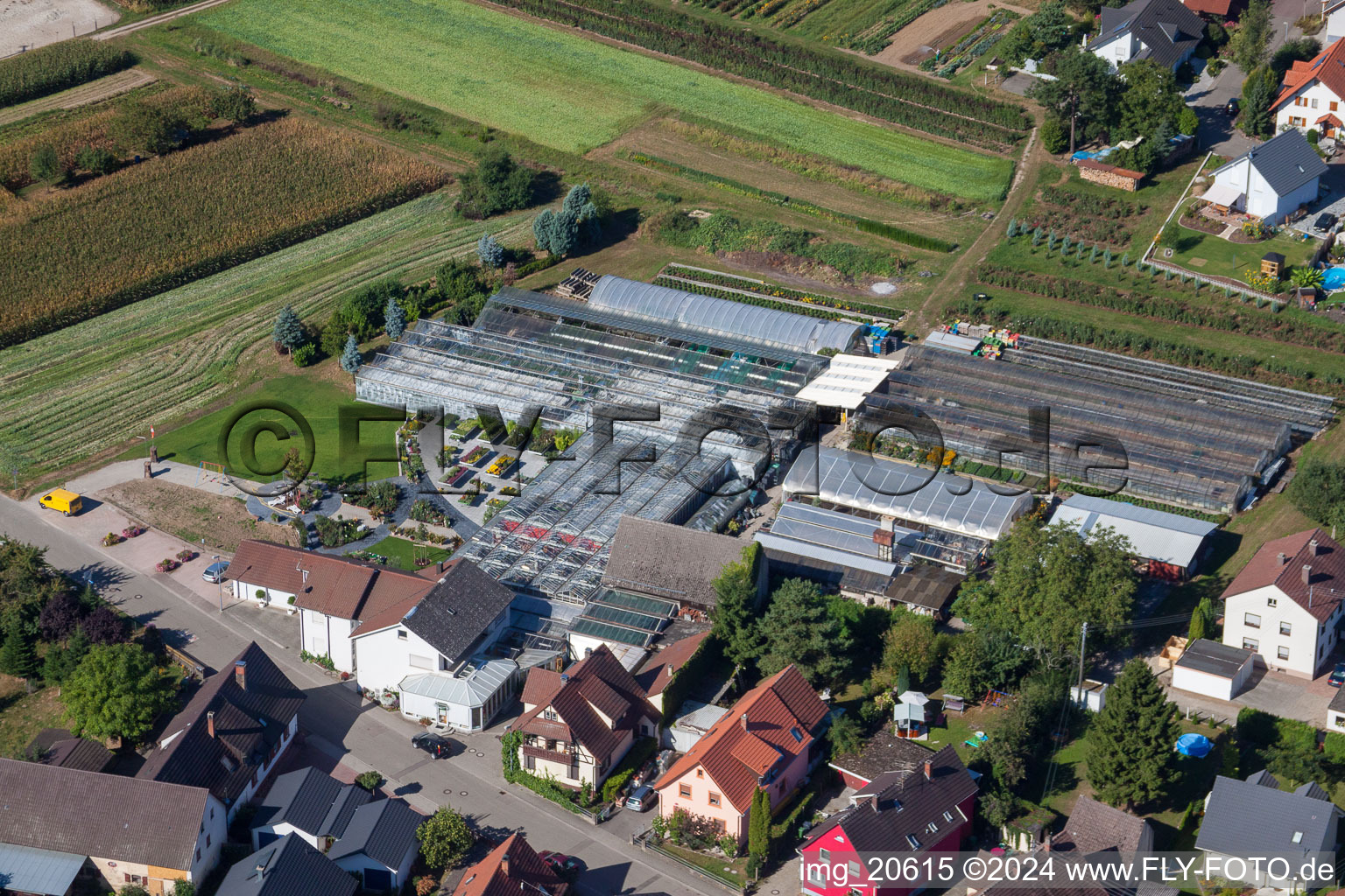 Luftbild von Glasdach- Flächen in den Gewächshausreihen zur Blumenzucht der 1A Gartet Hopp im Ortsteil Bodersweier in Kehl im Bundesland Baden-Württemberg, Deutschland