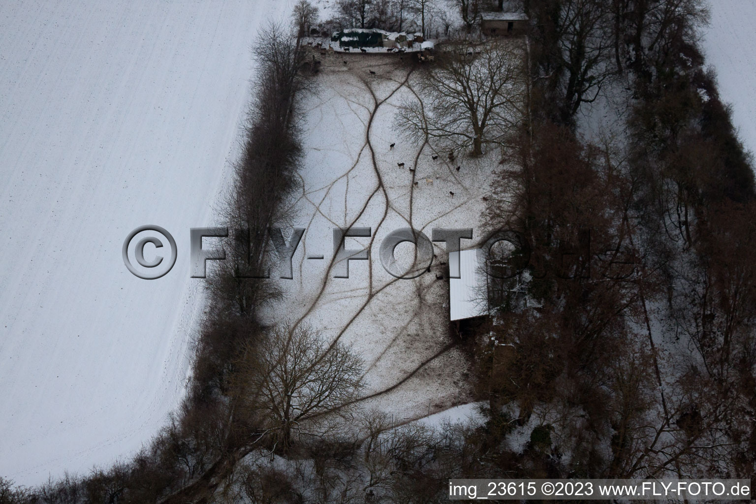 Freckenfeld im Bundesland Rheinland-Pfalz, Deutschland von einer Drohne aus