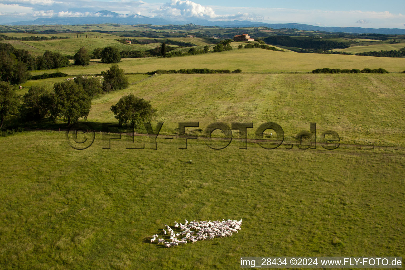 Grasflächen- Strukturen einer Wiesen- Weide mit Schaf - Herde in Rapolano Terme in Toscana, Italien