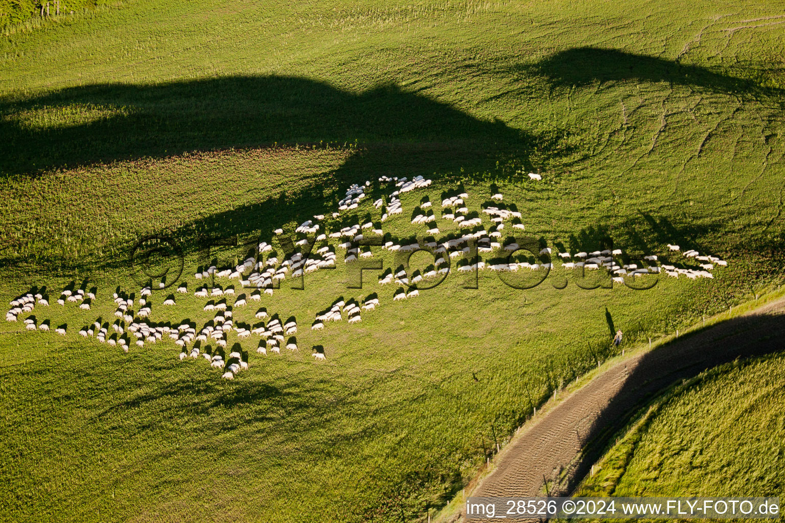 Grasflächen- Strukturen einer hügeligen Wiesen- Weide mit Schaf - Herde in Rapolano Terme in Toscana, Italien