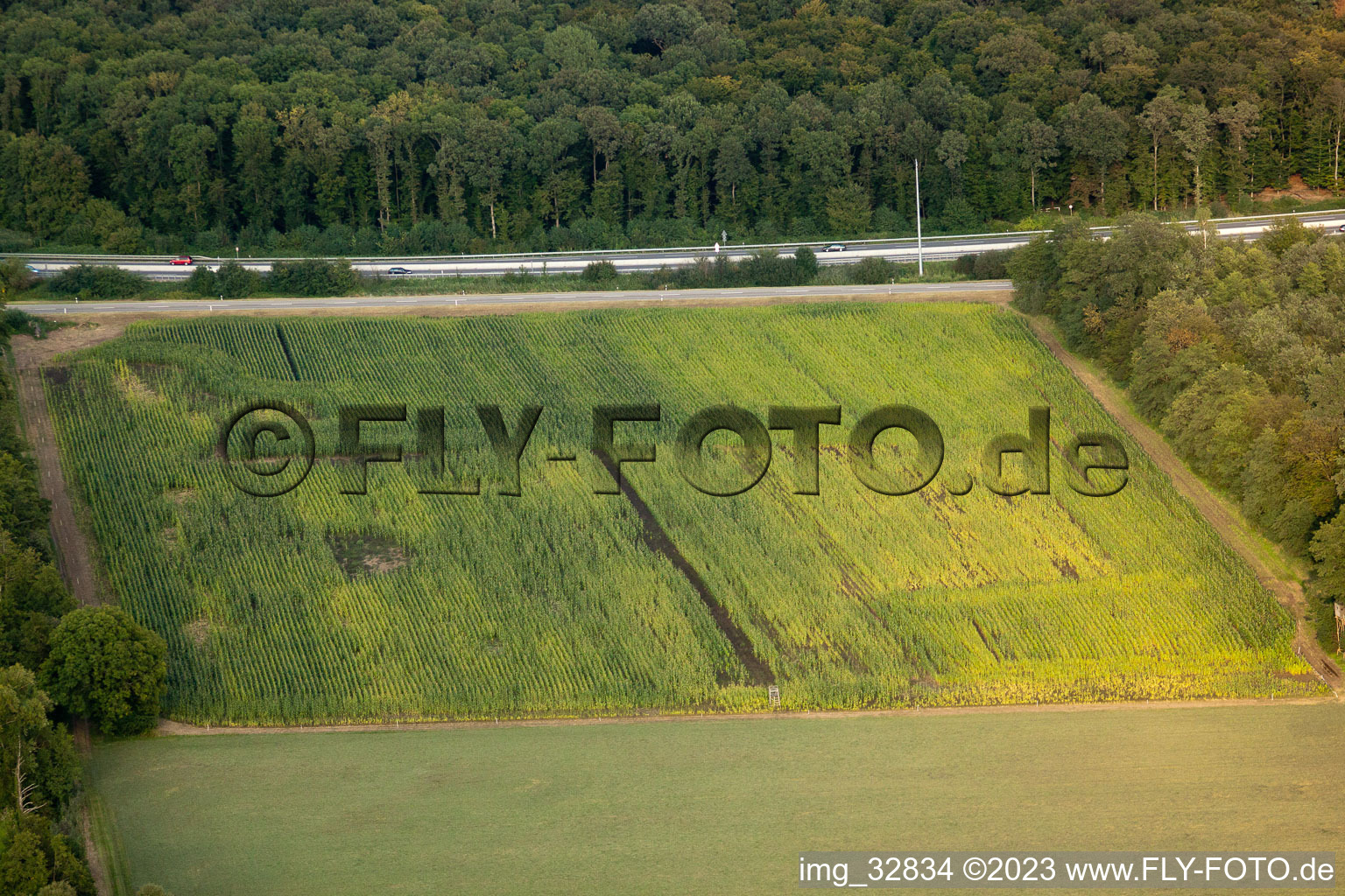 Luftbild von Kandel, Otterbachtal, Wildschweinlager im Maisfeld im Bundesland Rheinland-Pfalz, Deutschland