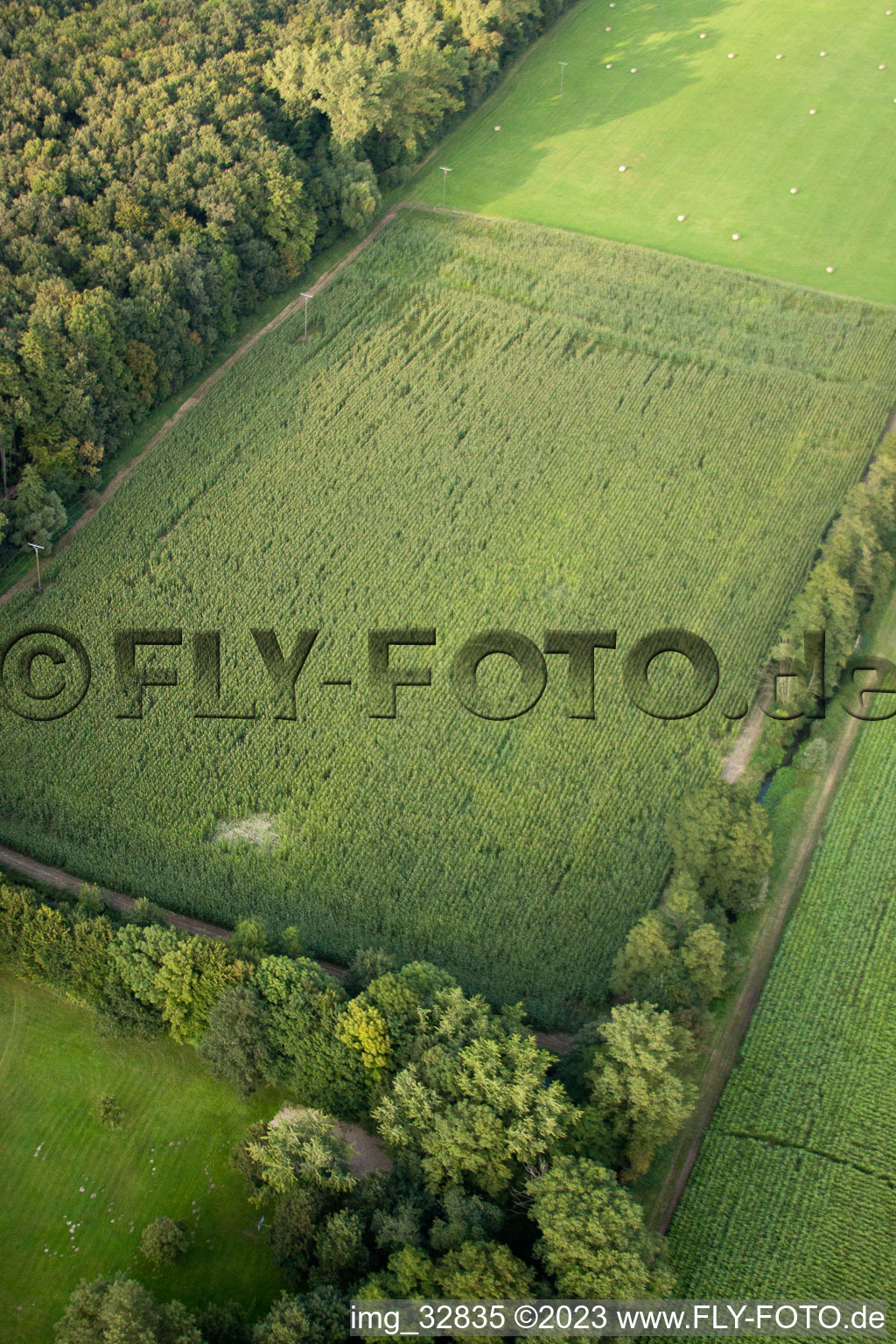 Luftaufnahme von Kandel, Otterbachtal, Wildschweinlager im Maisfeld im Bundesland Rheinland-Pfalz, Deutschland
