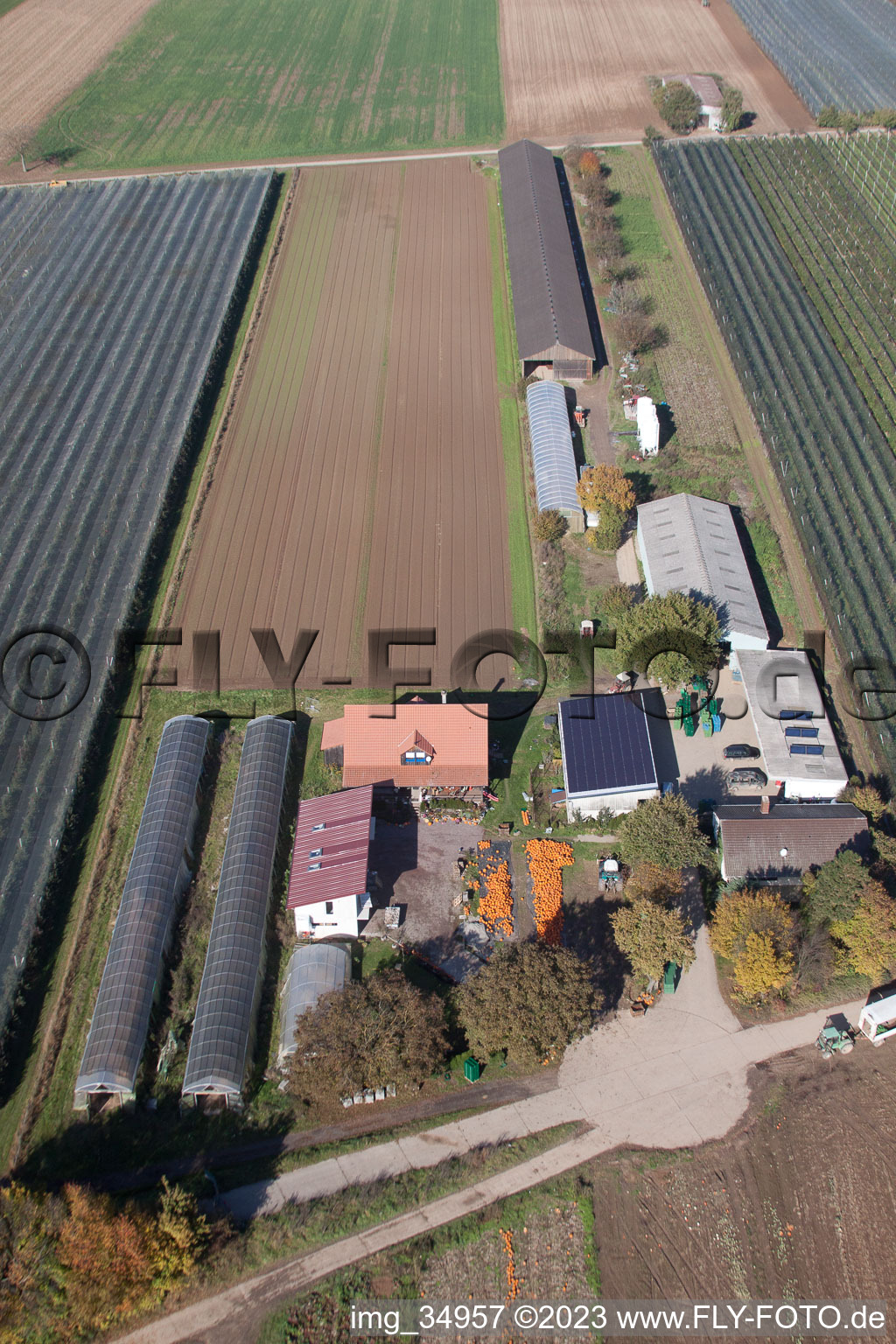Luftaufnahme von Kandel, Holderbühlerhof Kürbisernte im Bundesland Rheinland-Pfalz, Deutschland
