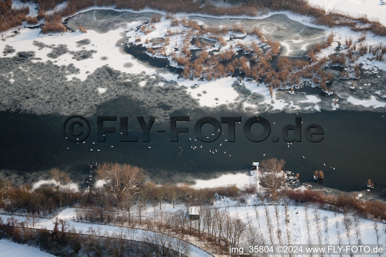 Vögel auf dem Eis der gefrorenen Wasseroberfläche des Altrheins mit verschneiten Ufern im Ortsteil Wörth-Oberwald in Wörth am Rhein im Bundesland Rheinland-Pfalz, Deutschland