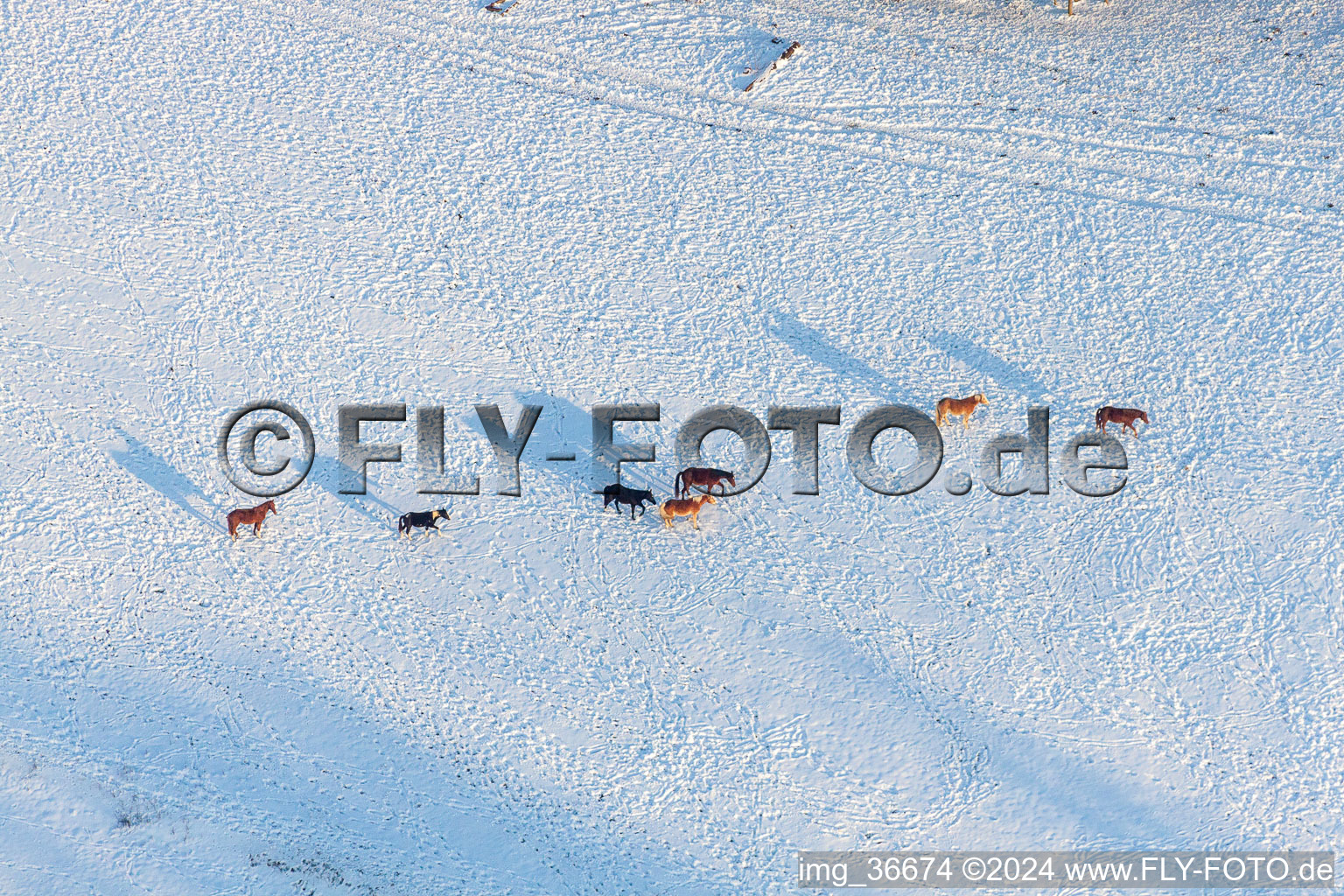 Winterlich schneebedeckte Strukturen einer Koppel mit Pferden in Neewiller-près-Lauterbourg im Bundesland Bas-Rhin, Frankreich