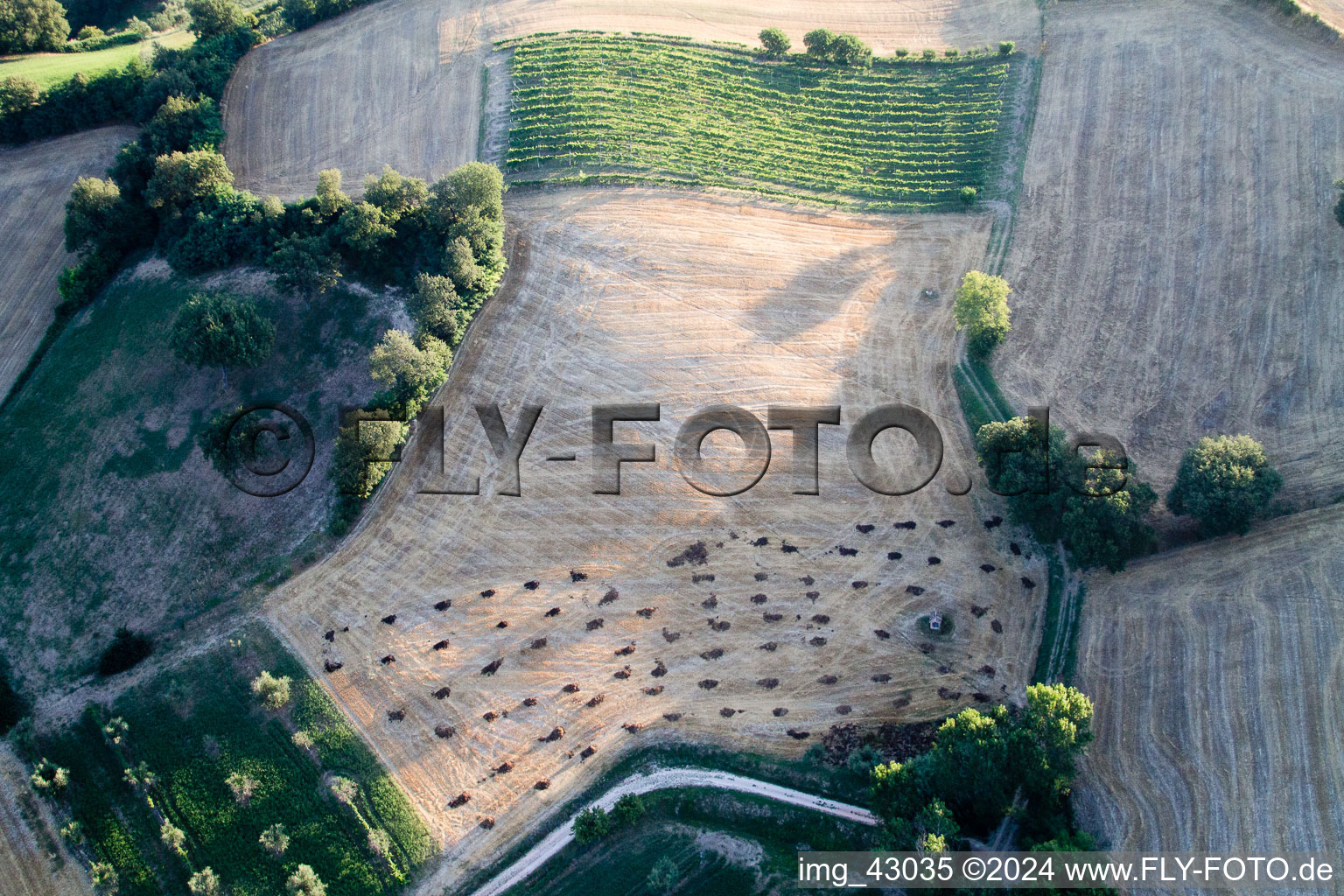 Bäume auf einem Feld Feld in in Marche in Isola di Fano im Bundesland The Marches, Italien