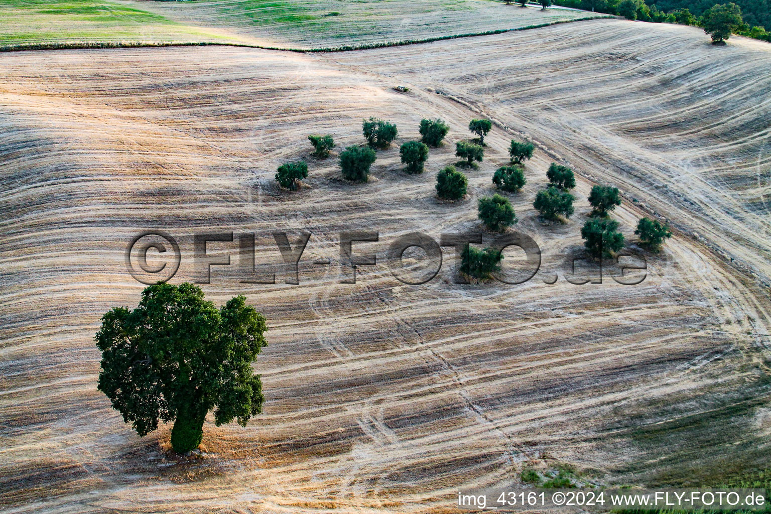 Bäume auf einem Feld in Marche in Isola di Fano im Bundesland The Marches, Italien