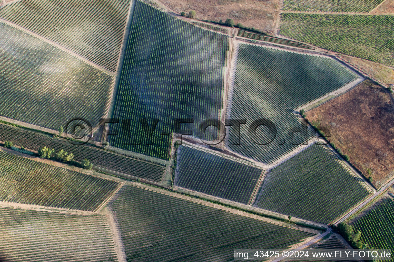 Felder einer Weinbergs- Landschaft der Winzer- Gebiete in Abbadia in Toscana, Italien