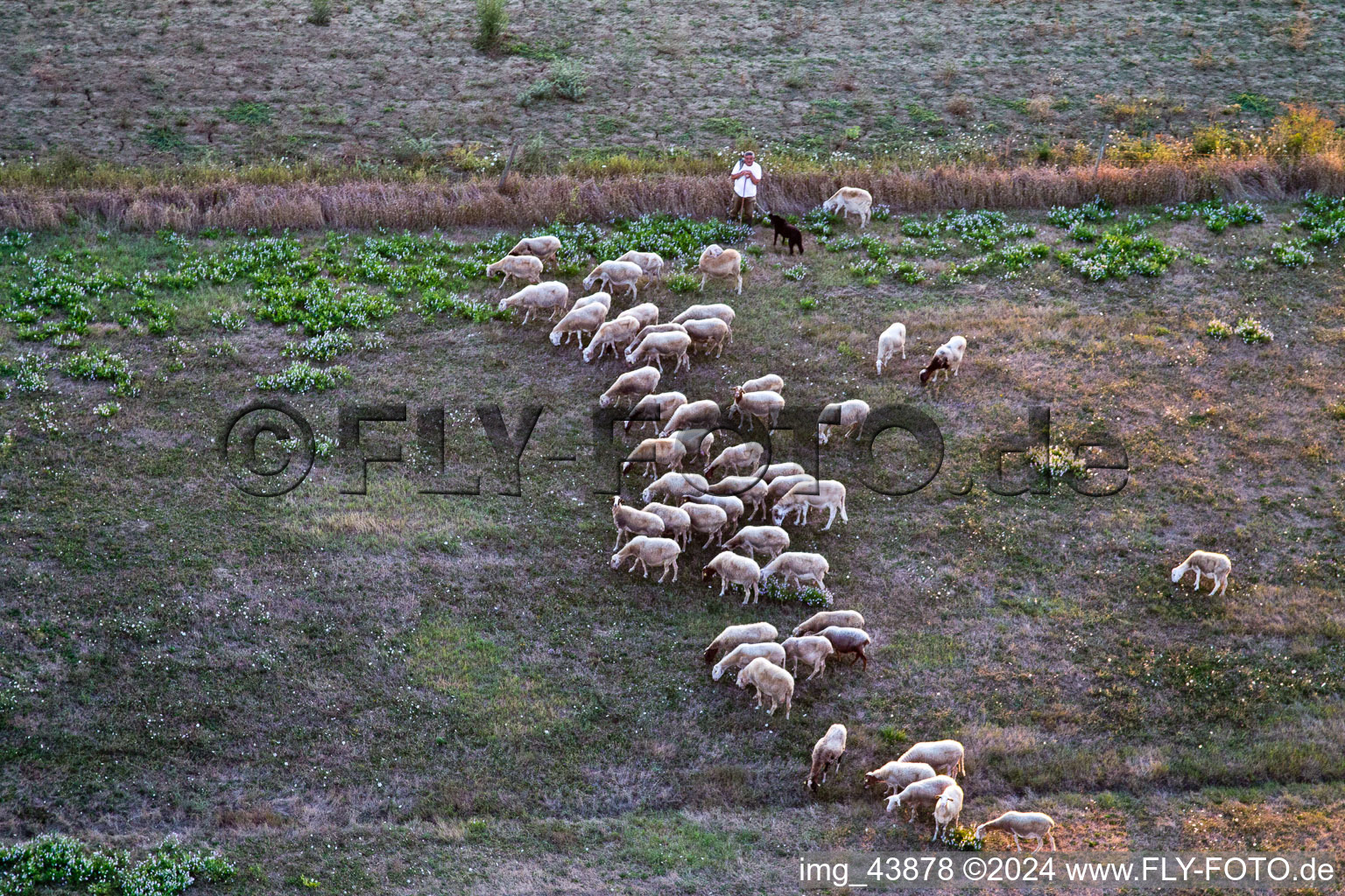 Wiesen- Weide mit Schaf - Herde und Schäfer in Castroncello in Toscana, Italien
